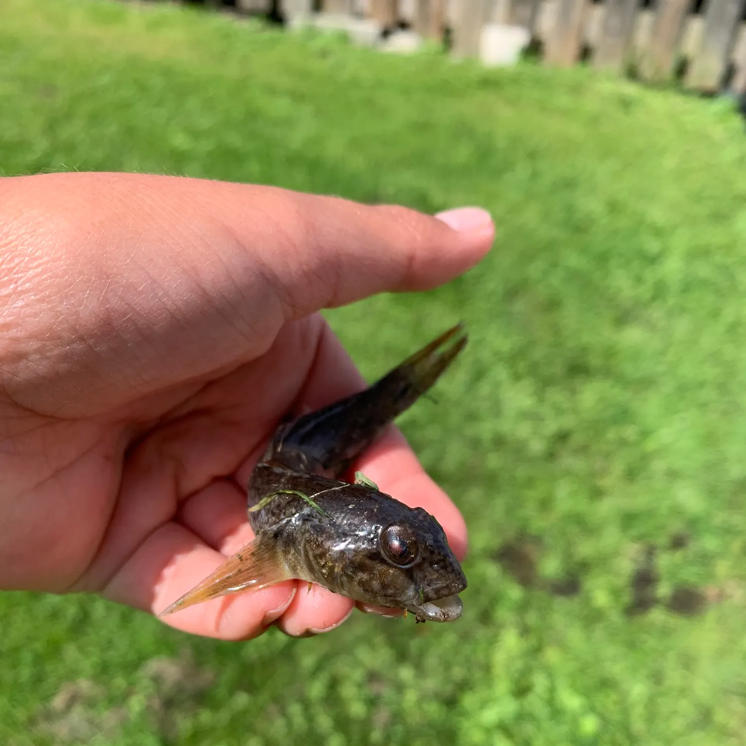 Round goby caught on Fishbrain