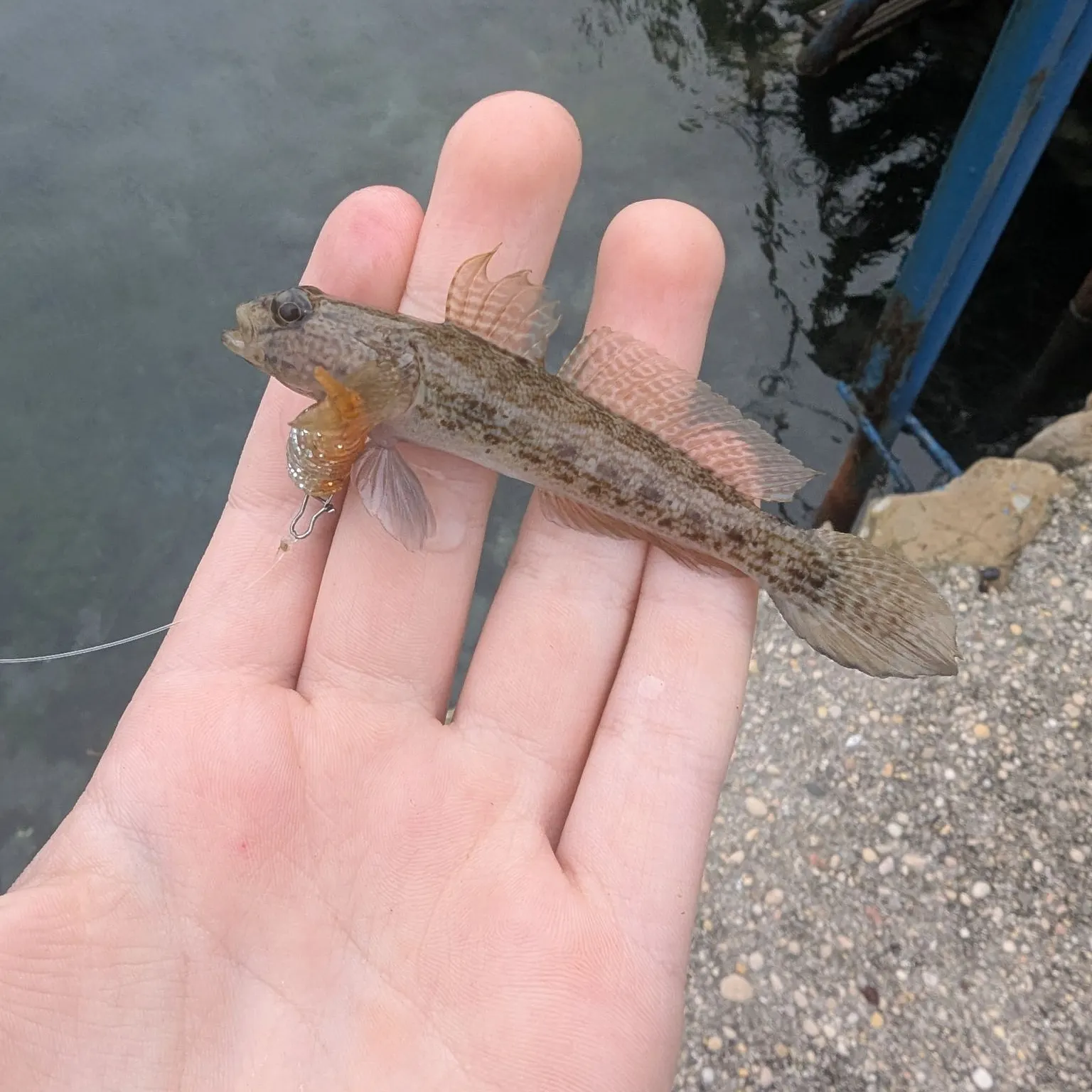 The most recent Giant goby catches on Fishbrain