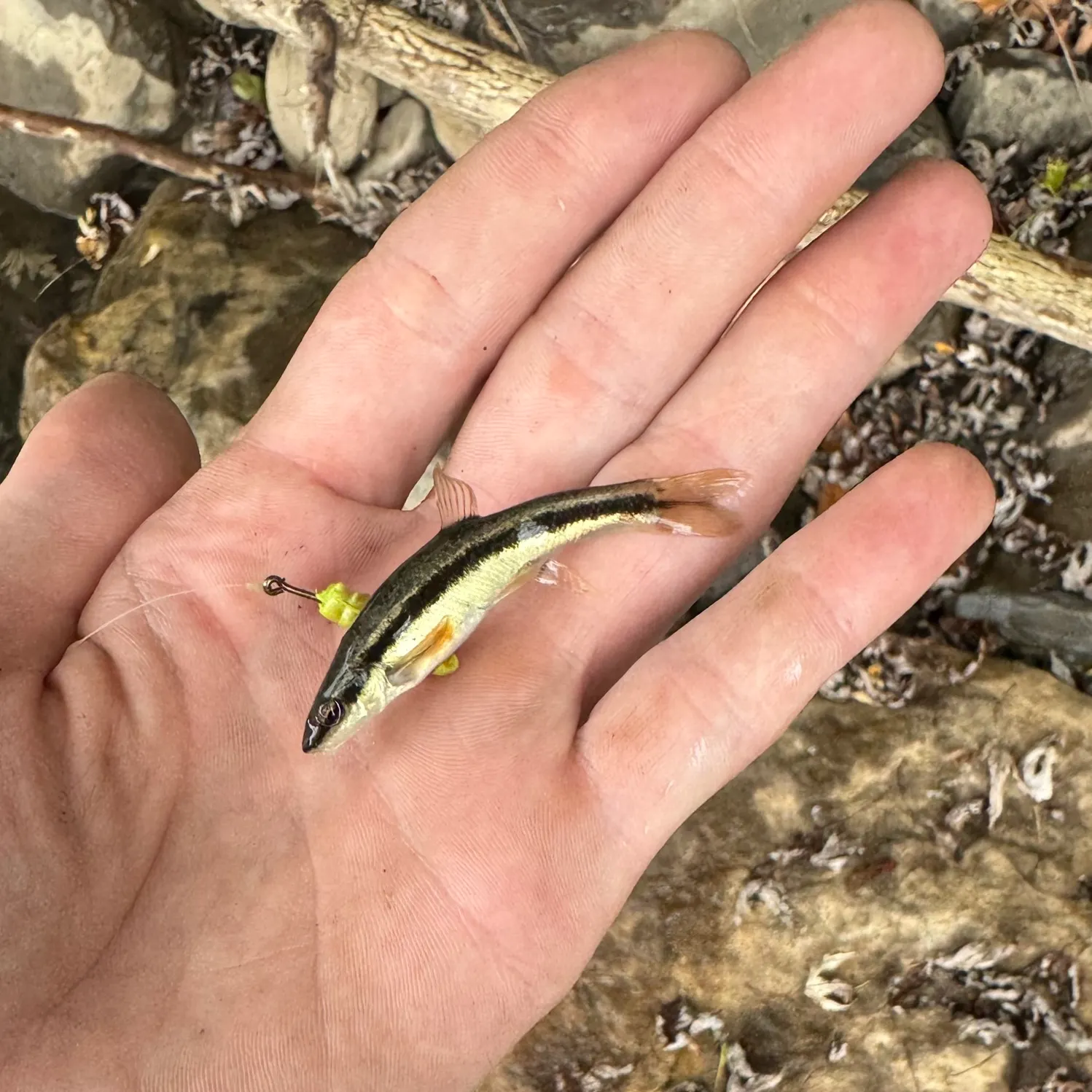 The most recent Eastern blacknose dace catches on Fishbrain
