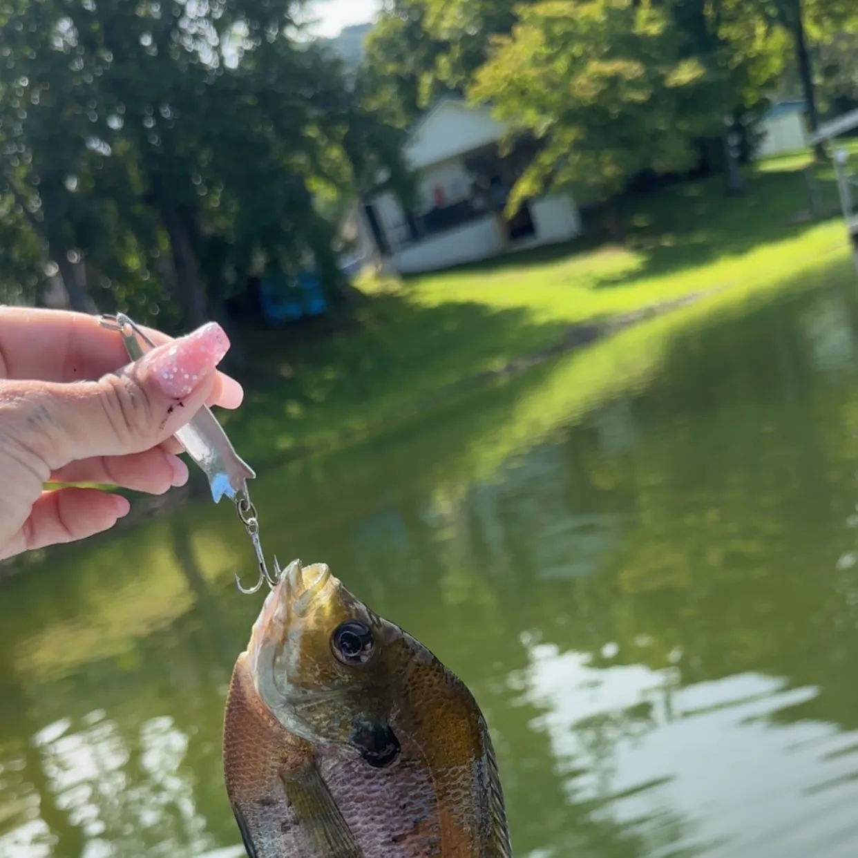 Bluegill caught on Fishbrain