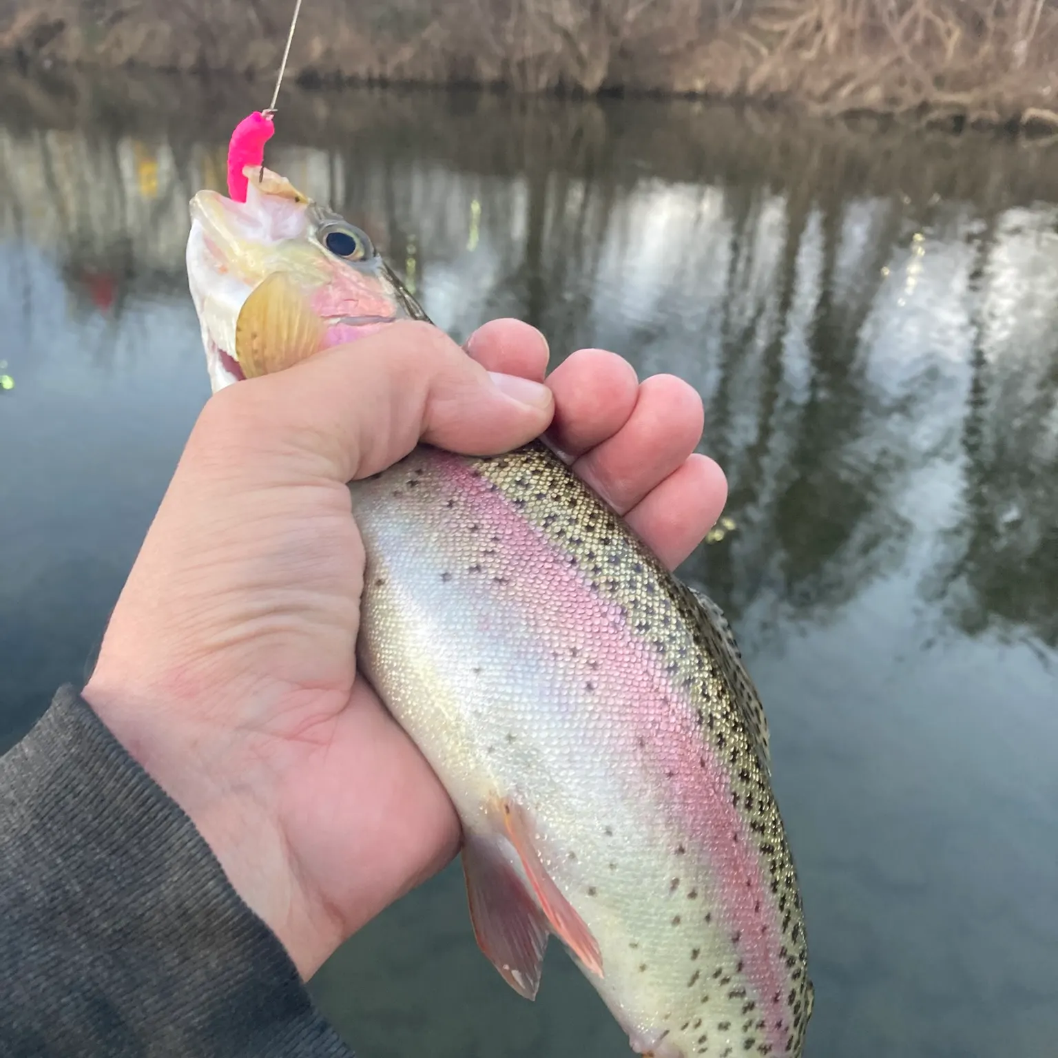 The most recent Rainbow trout catches on Fishbrain