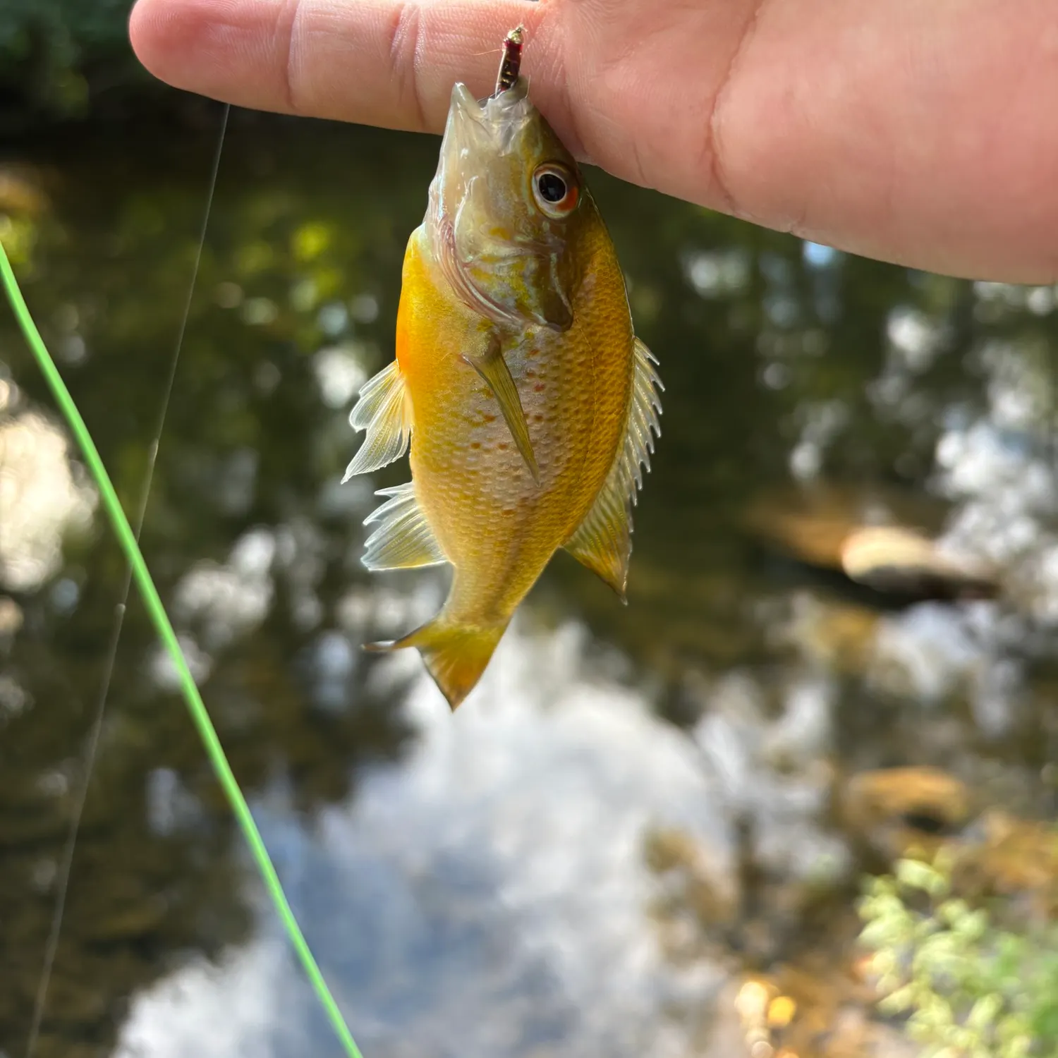 Redbreast sunfish caught on Fishbrain