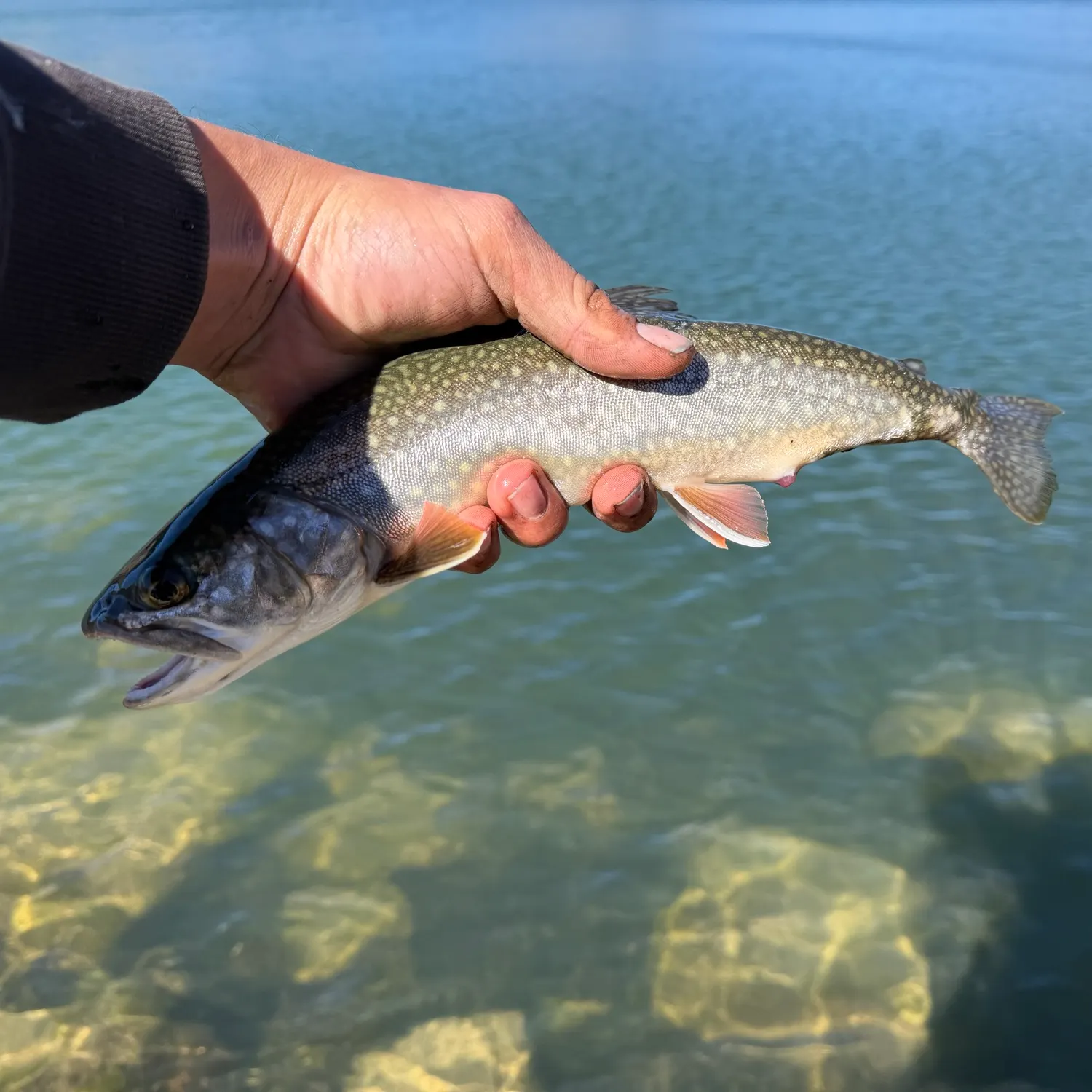 Splake caught on Fishbrain