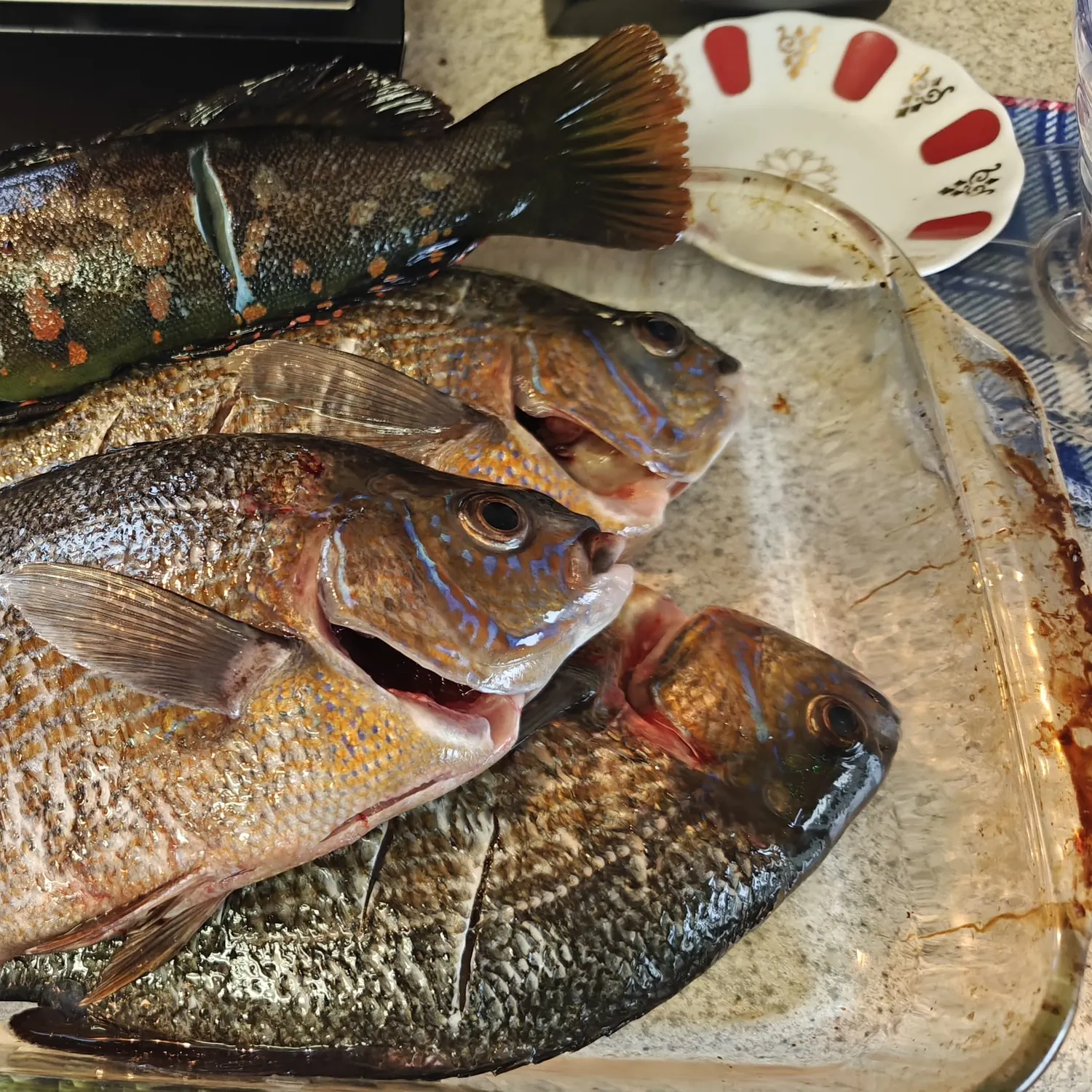 The most recent Striped seaperch catches on Fishbrain