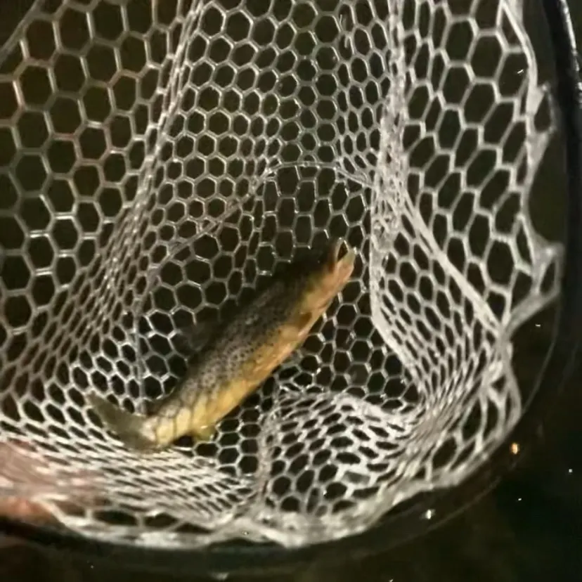 Brown trout caught on Fishbrain
