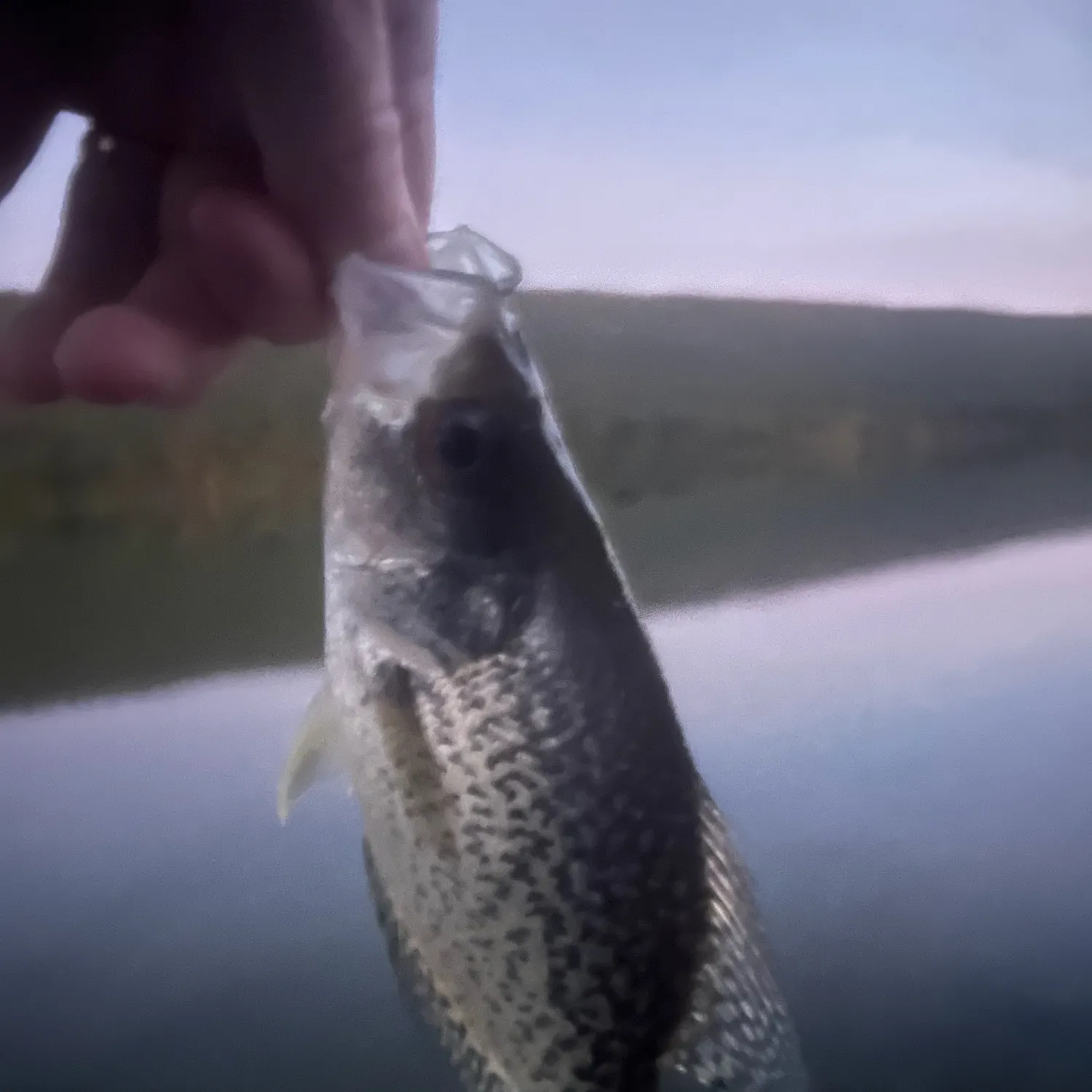Black crappie caught on Fishbrain