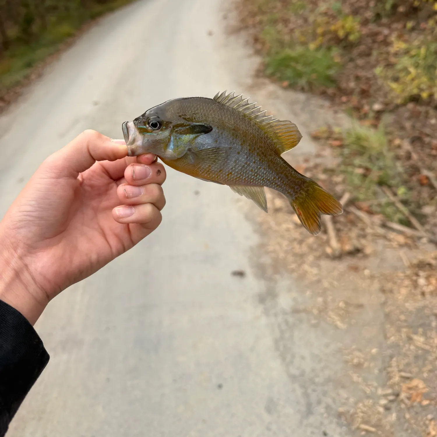 Redbreast sunfish caught on Fishbrain