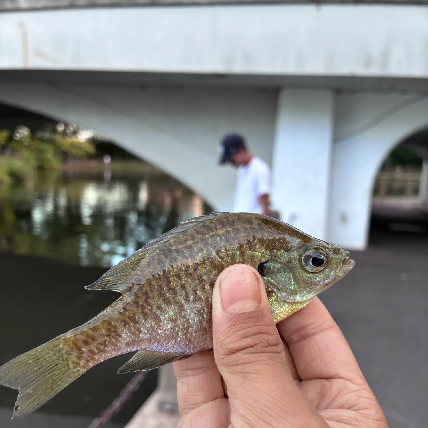 Bluegill caught on Fishbrain
