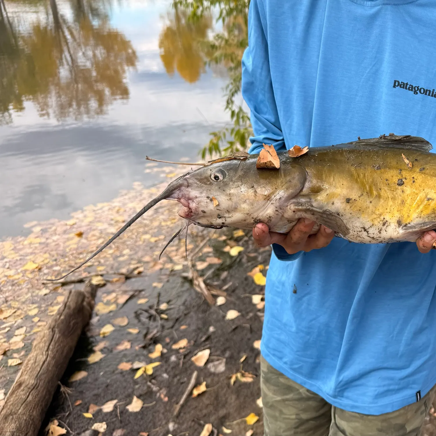 Channel catfish caught on Fishbrain