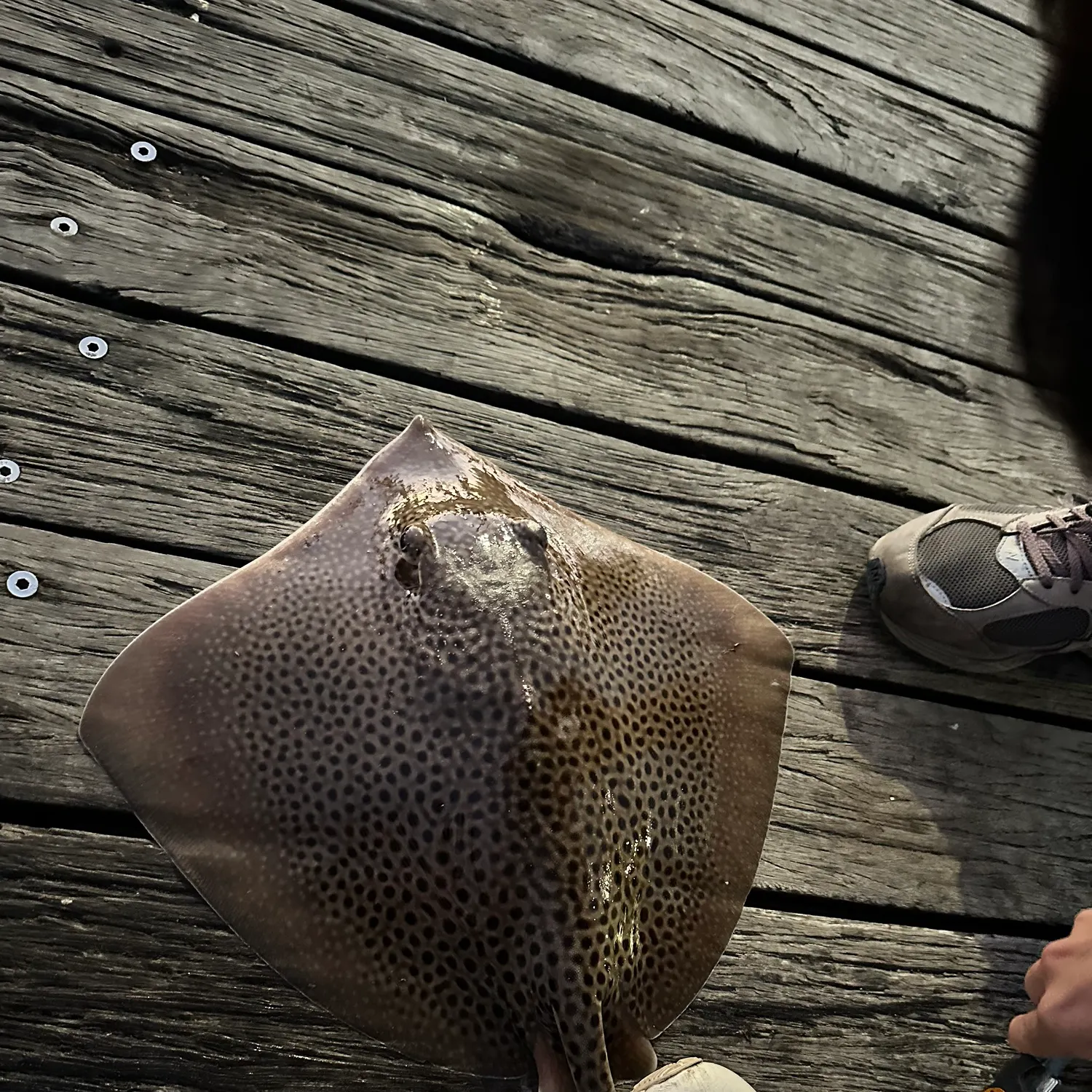 The most recent Leopard whipray catches on Fishbrain