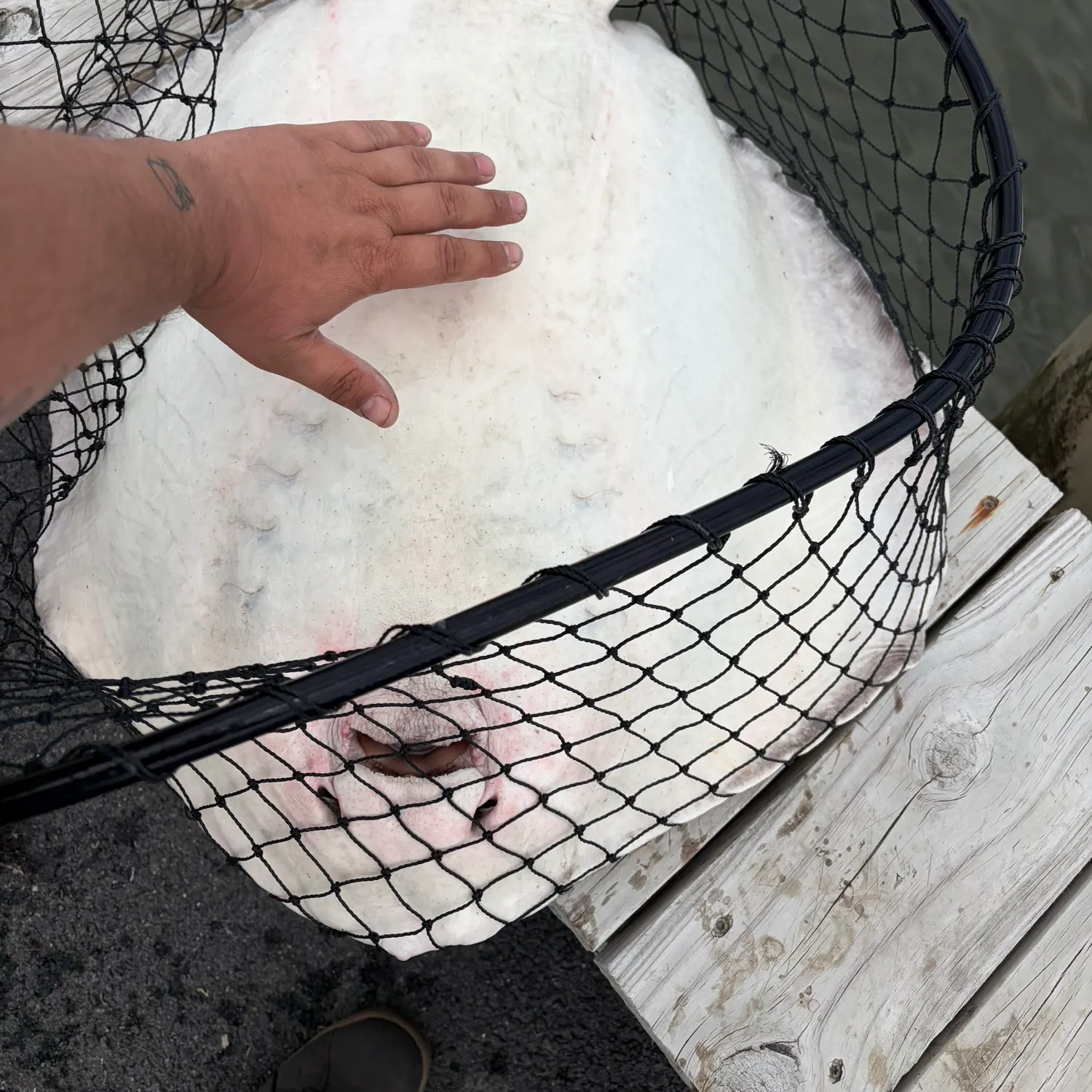 The most recent Roughtail stingray catches on Fishbrain