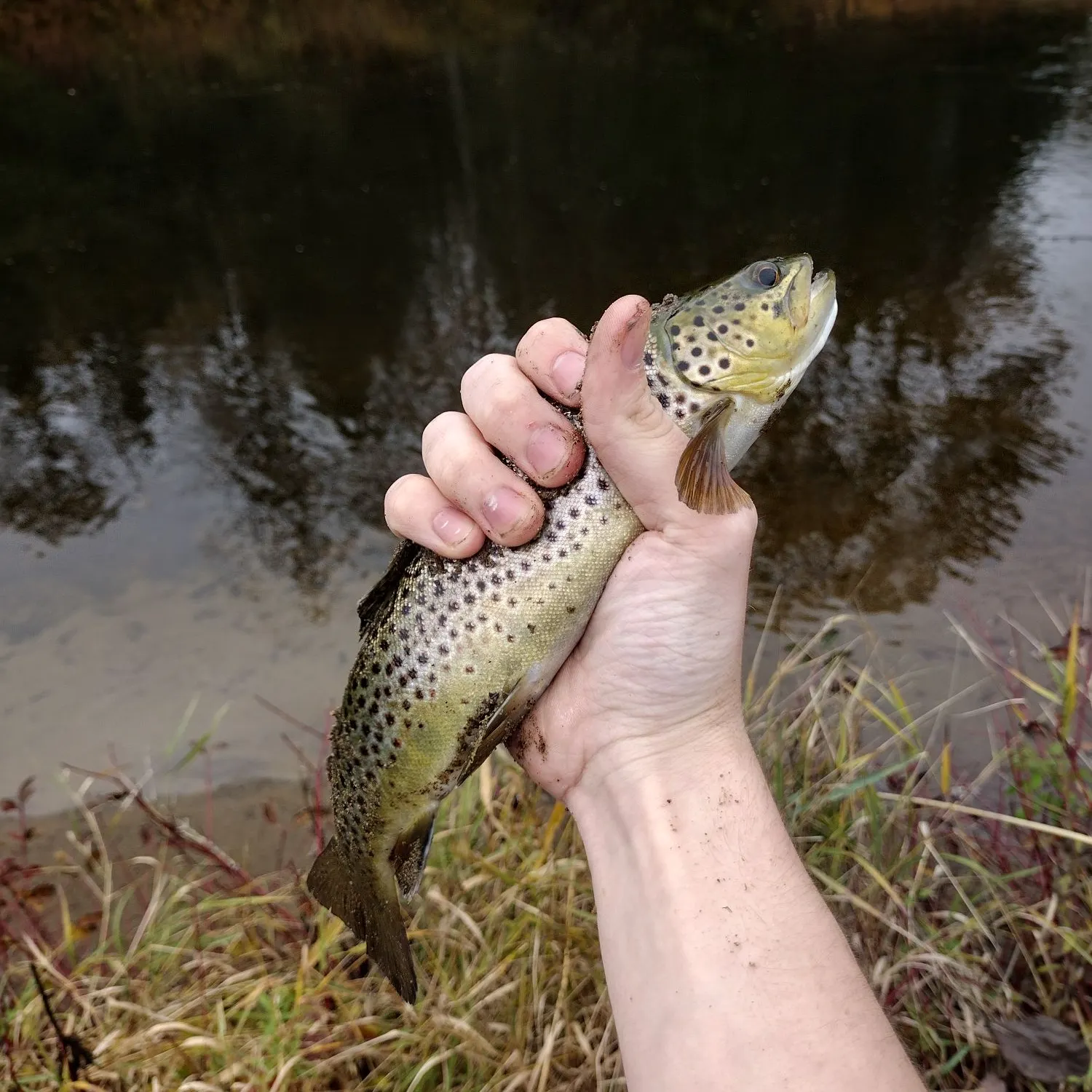 Brown trout caught on Fishbrain