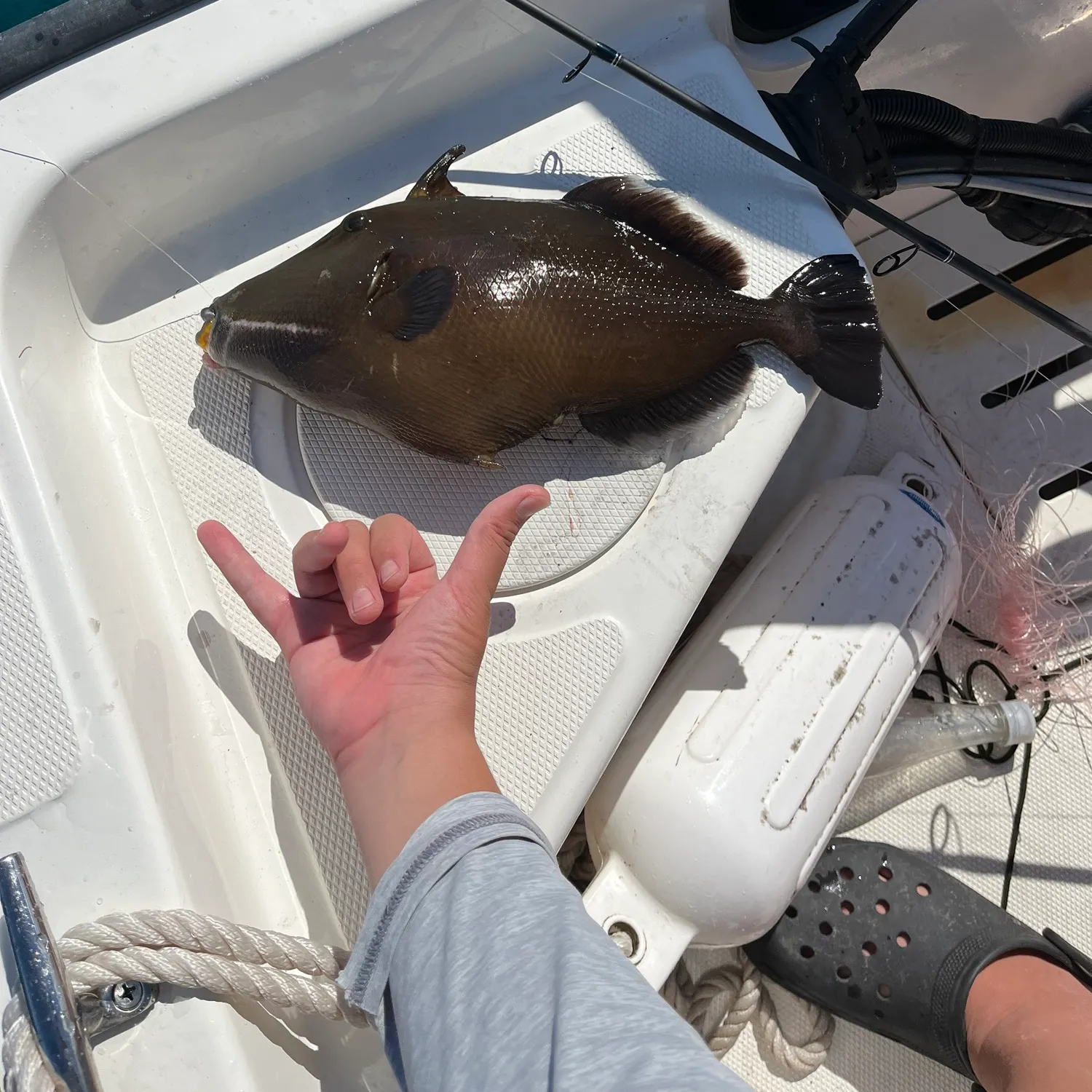 The most recent Bridled triggerfish catches on Fishbrain