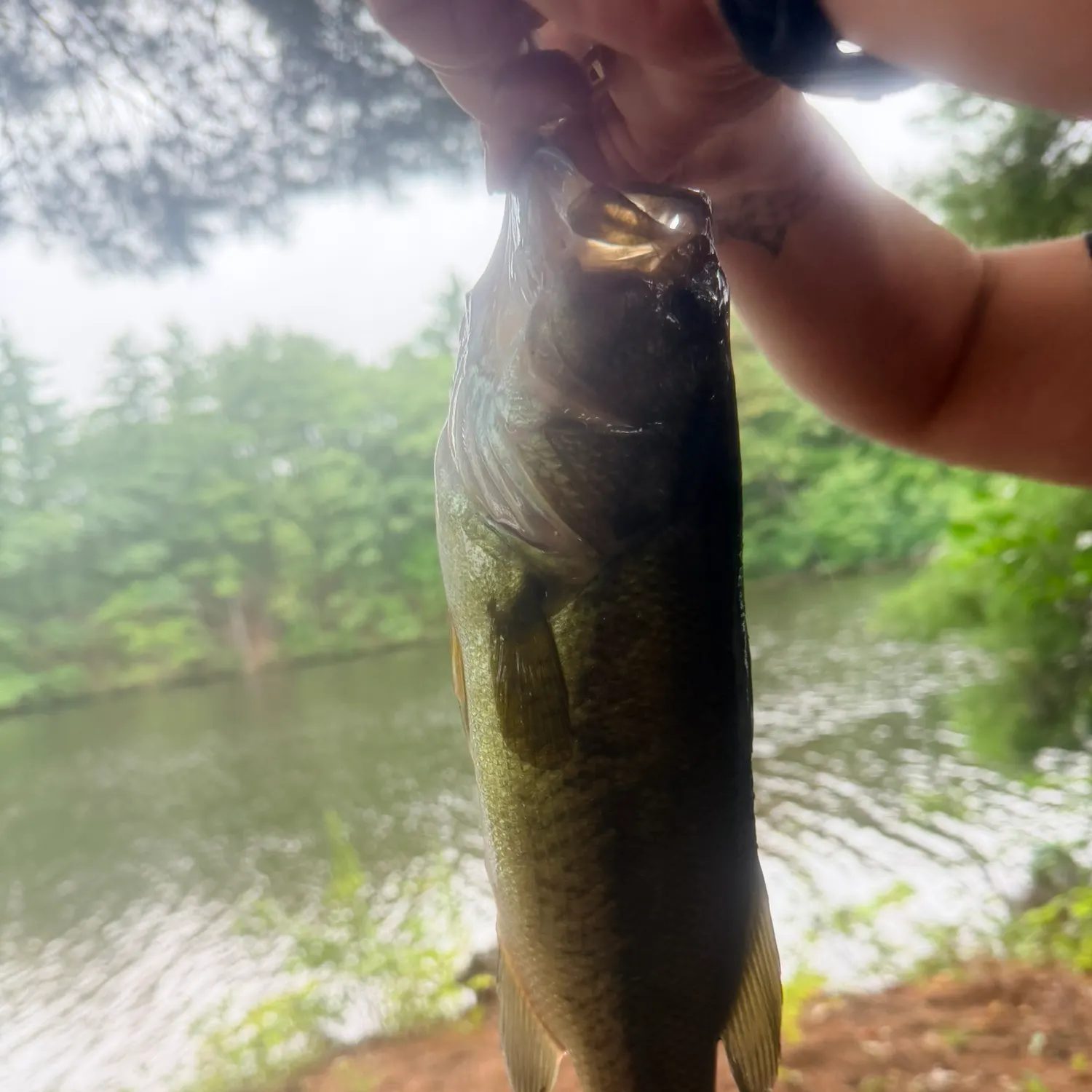 Largemouth bass caught on Fishbrain