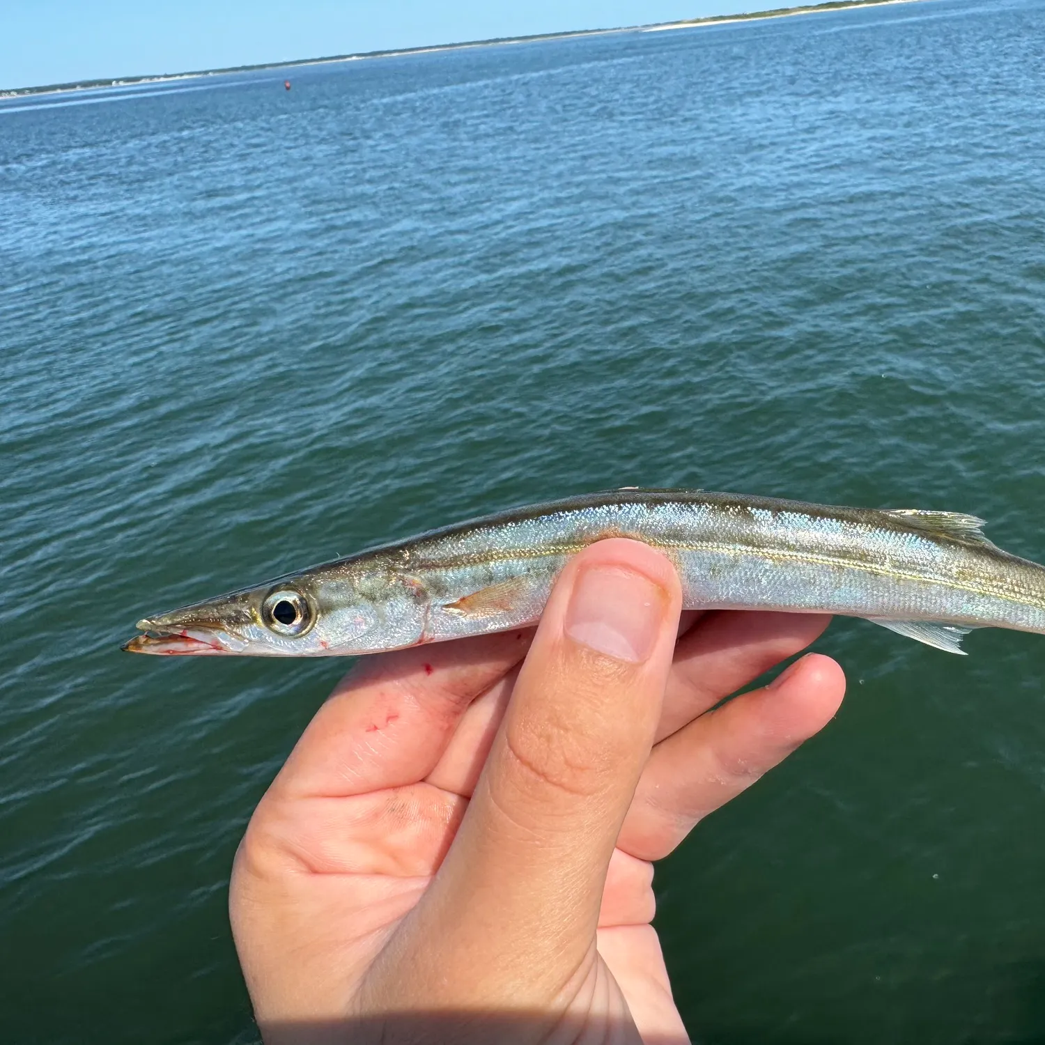 The most popular recent Northern sennet catch on Fishbrain