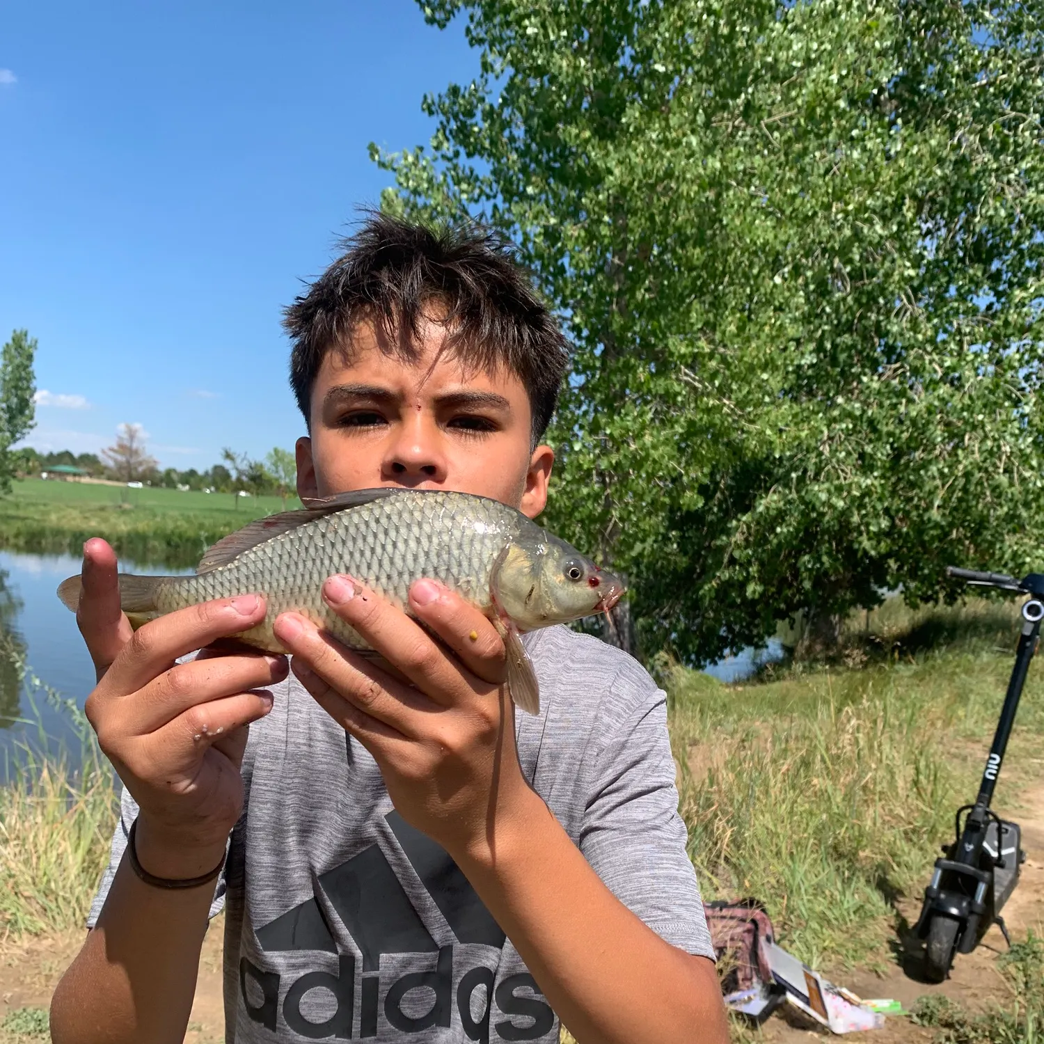Common carp caught on Fishbrain