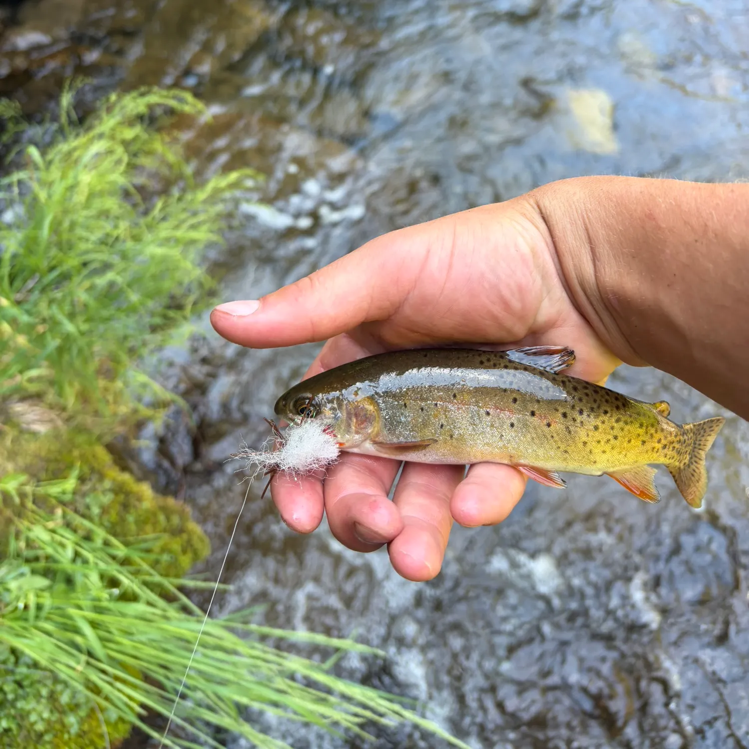 The most recent Cutthroat trout catches on Fishbrain