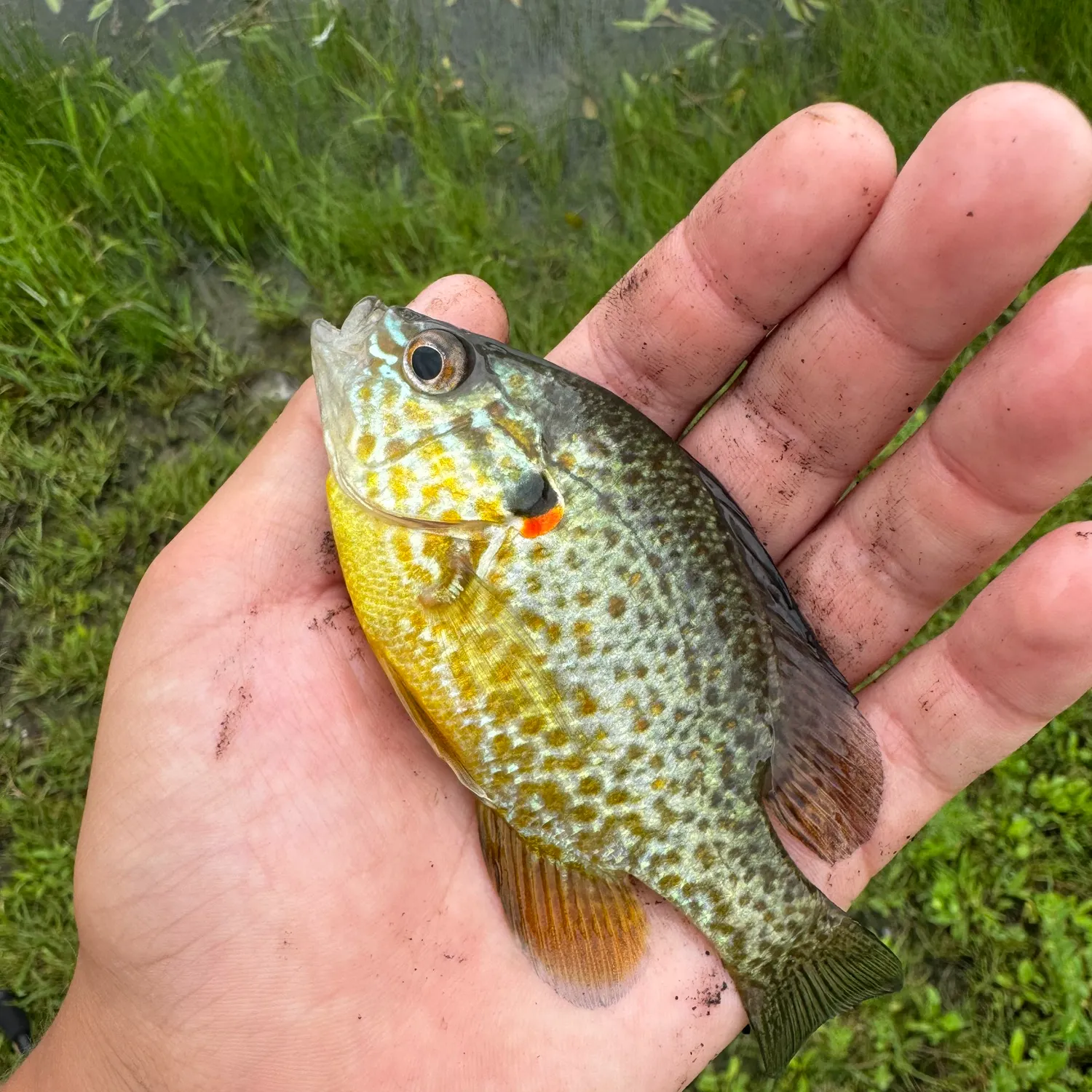Pumpkinseed caught on Fishbrain