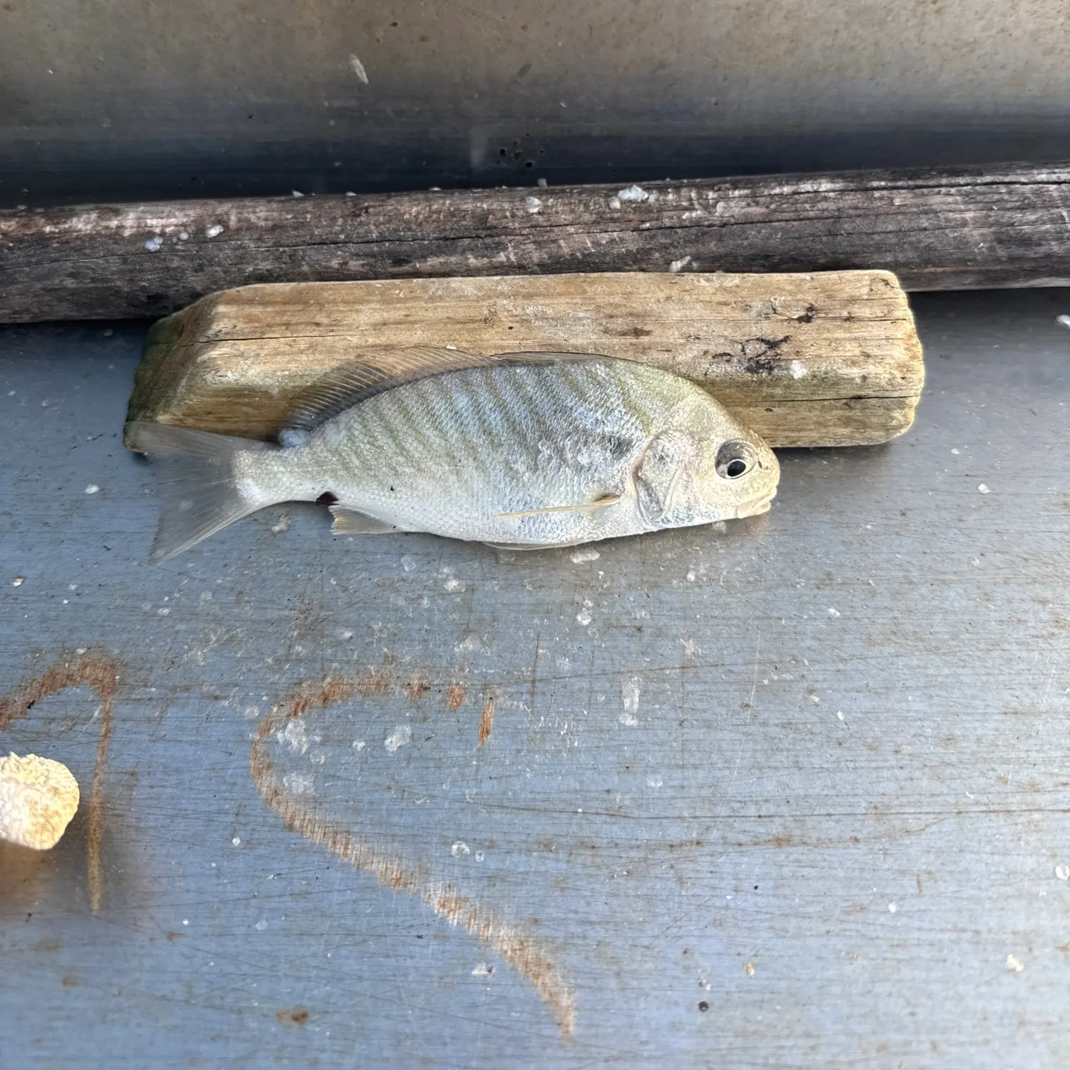Spot croaker caught on Fishbrain