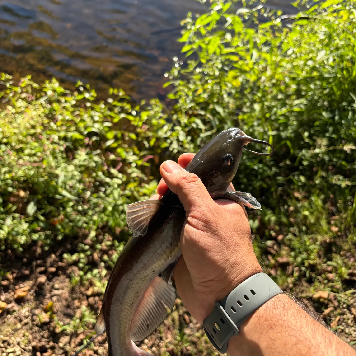 Channel catfish caught on Fishbrain
