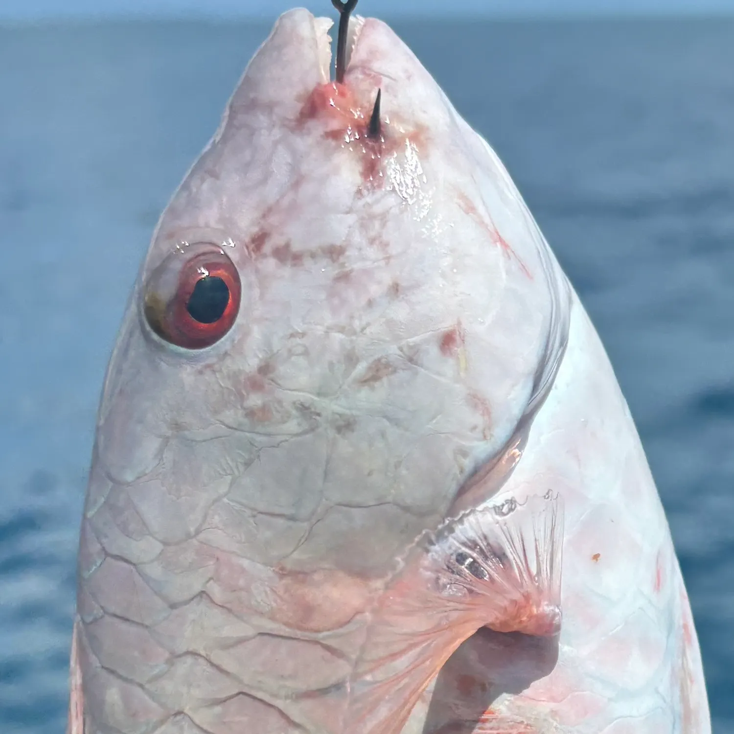 The most recent Common parrotfish catches on Fishbrain