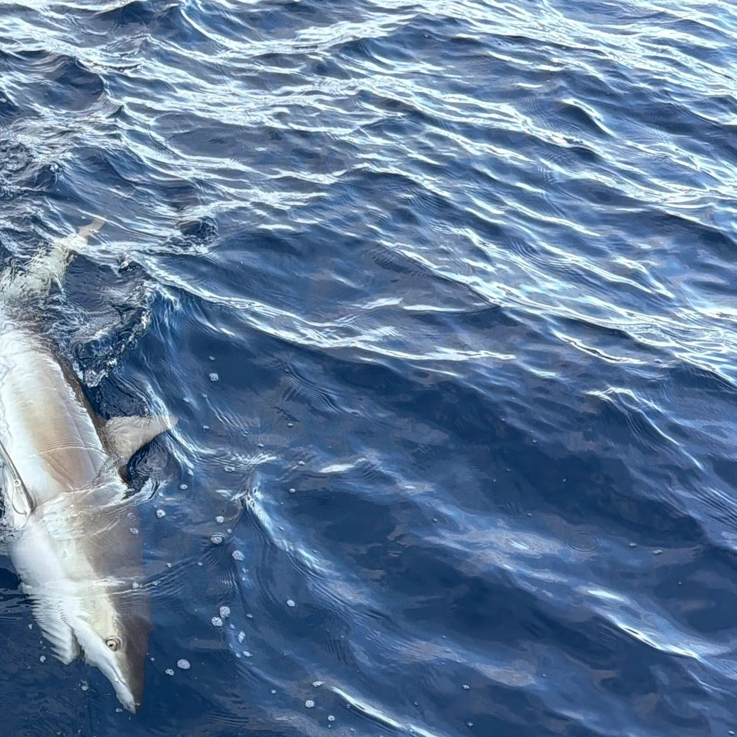 The most recent Caribbean reef shark catches on Fishbrain