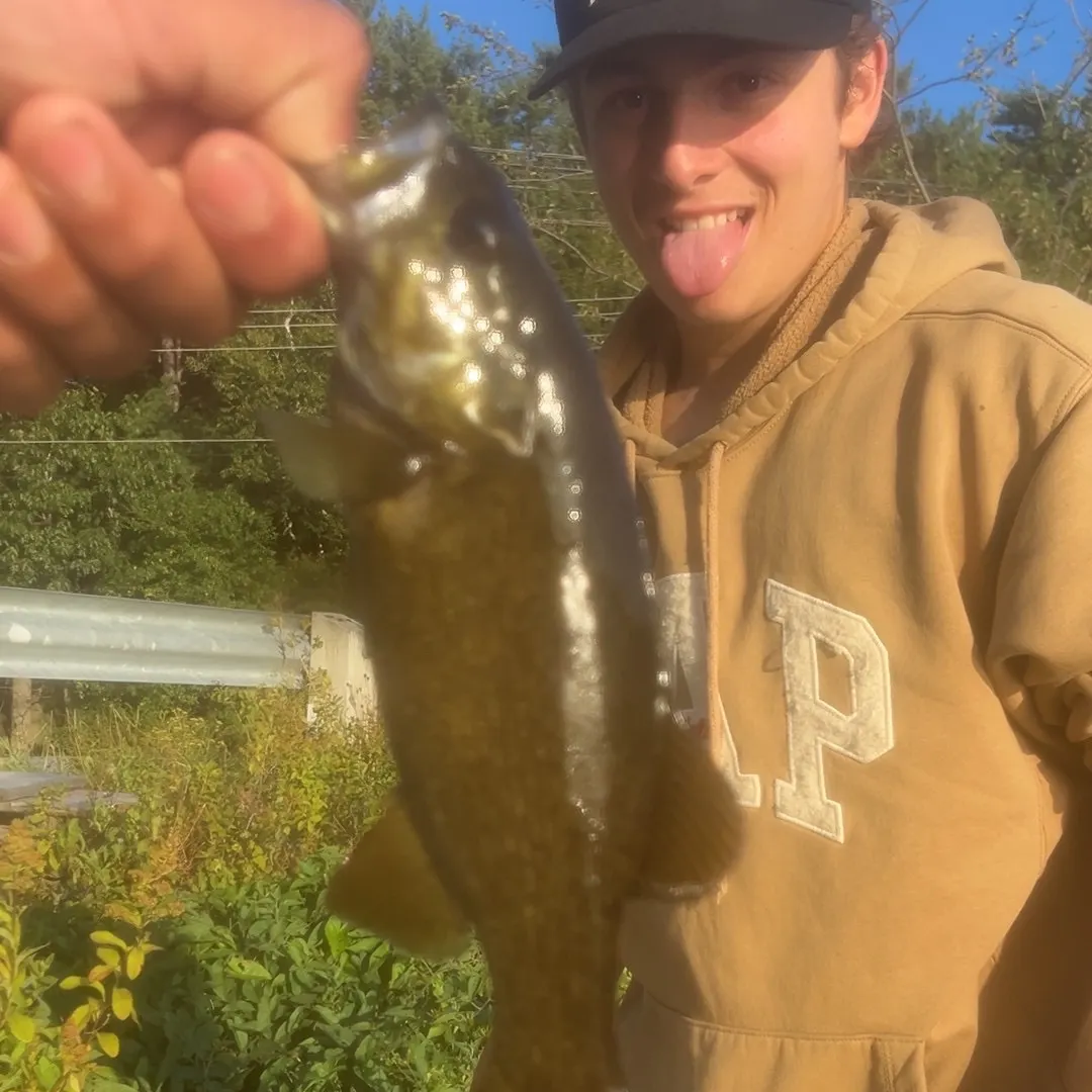 Smallmouth bass caught on Fishbrain