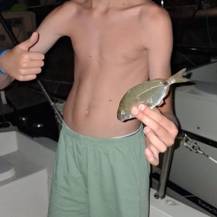Saddled seabream caught on Fishbrain
