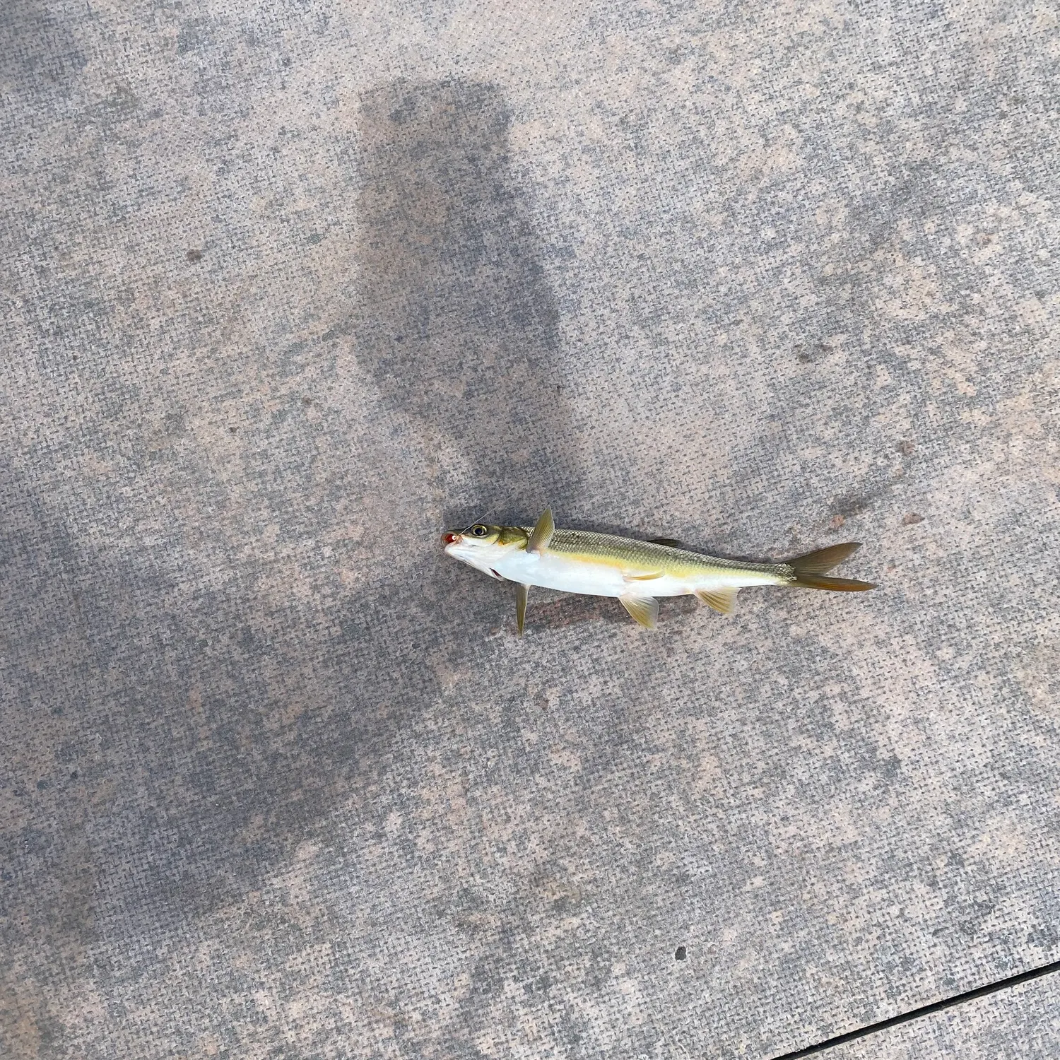 The most recent Mountain whitefish catches on Fishbrain