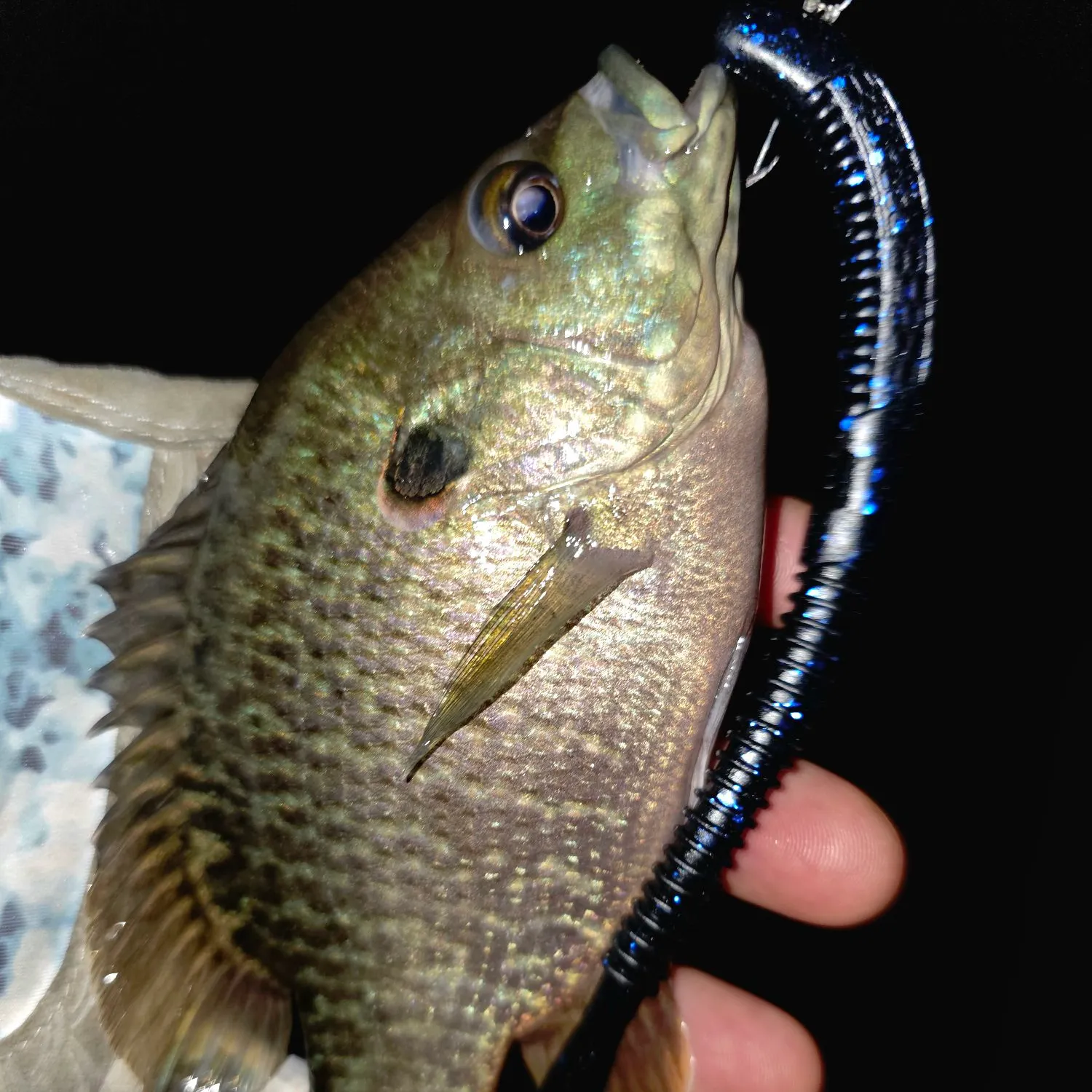 Bluegill caught on Fishbrain
