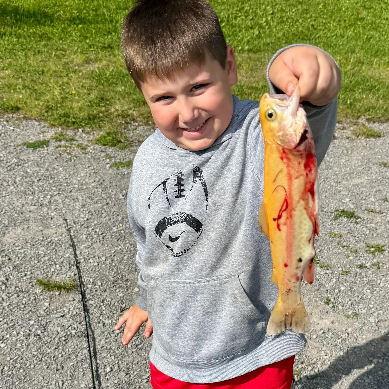 The most recent Golden rainbow trout catches on Fishbrain