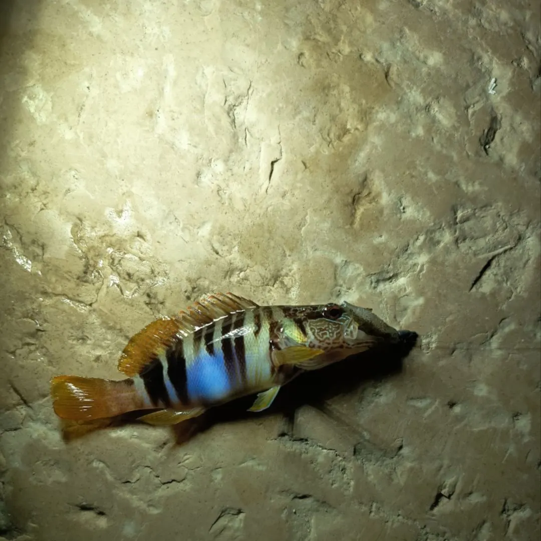 The most recent Painted comber catches on Fishbrain