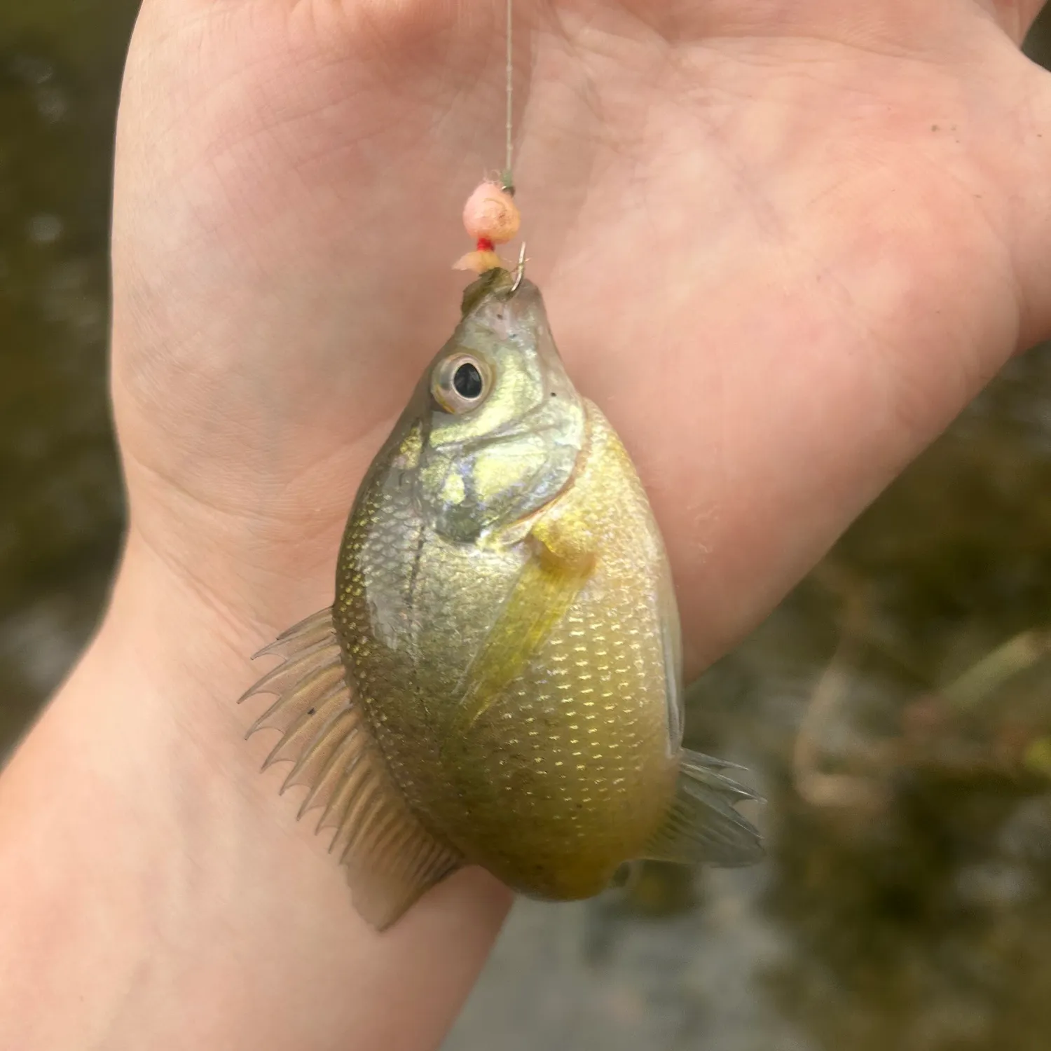 Fish caught on Fishbrain
