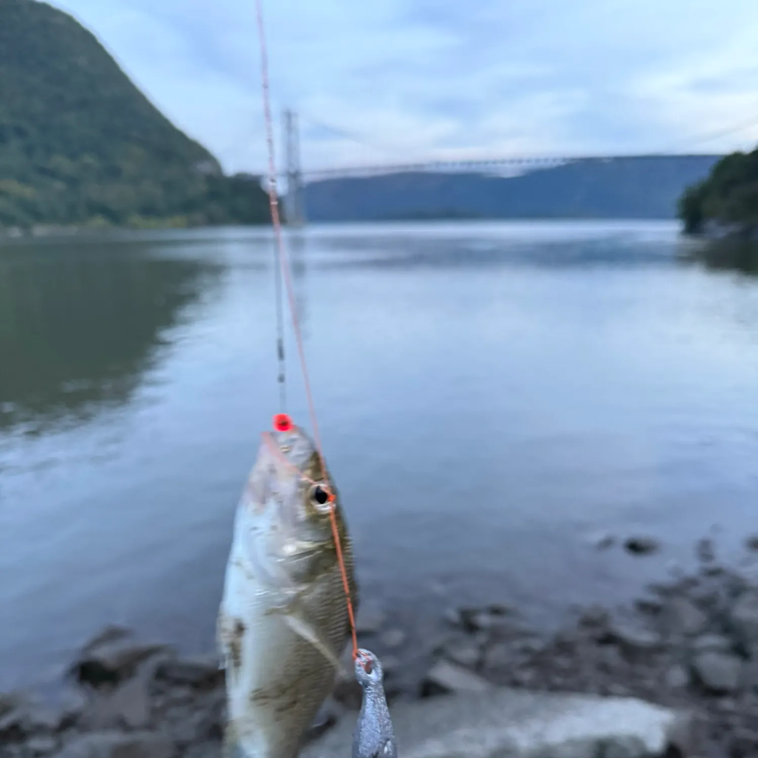 White perch caught on Fishbrain