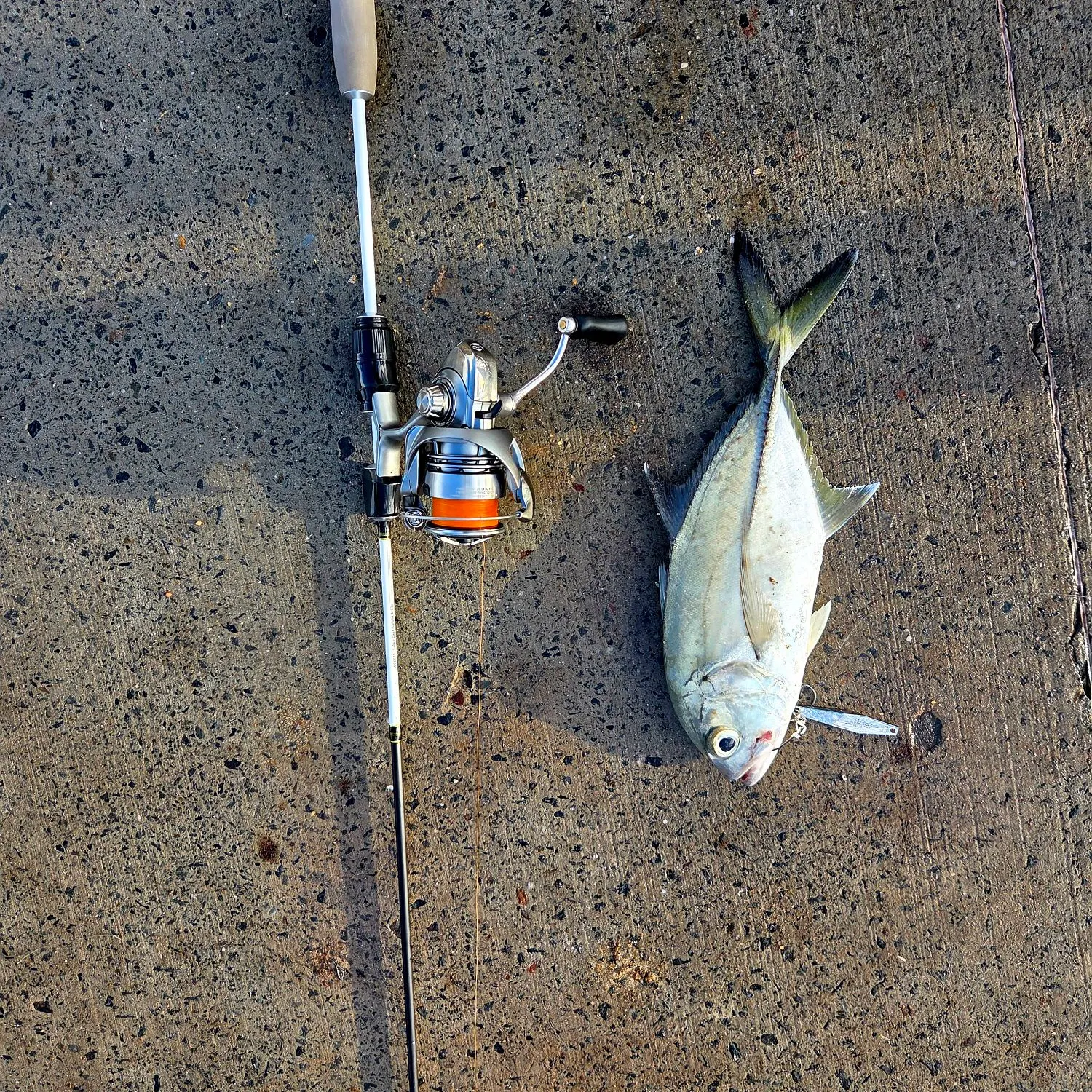 The most recent Bigeye trevally catches on Fishbrain