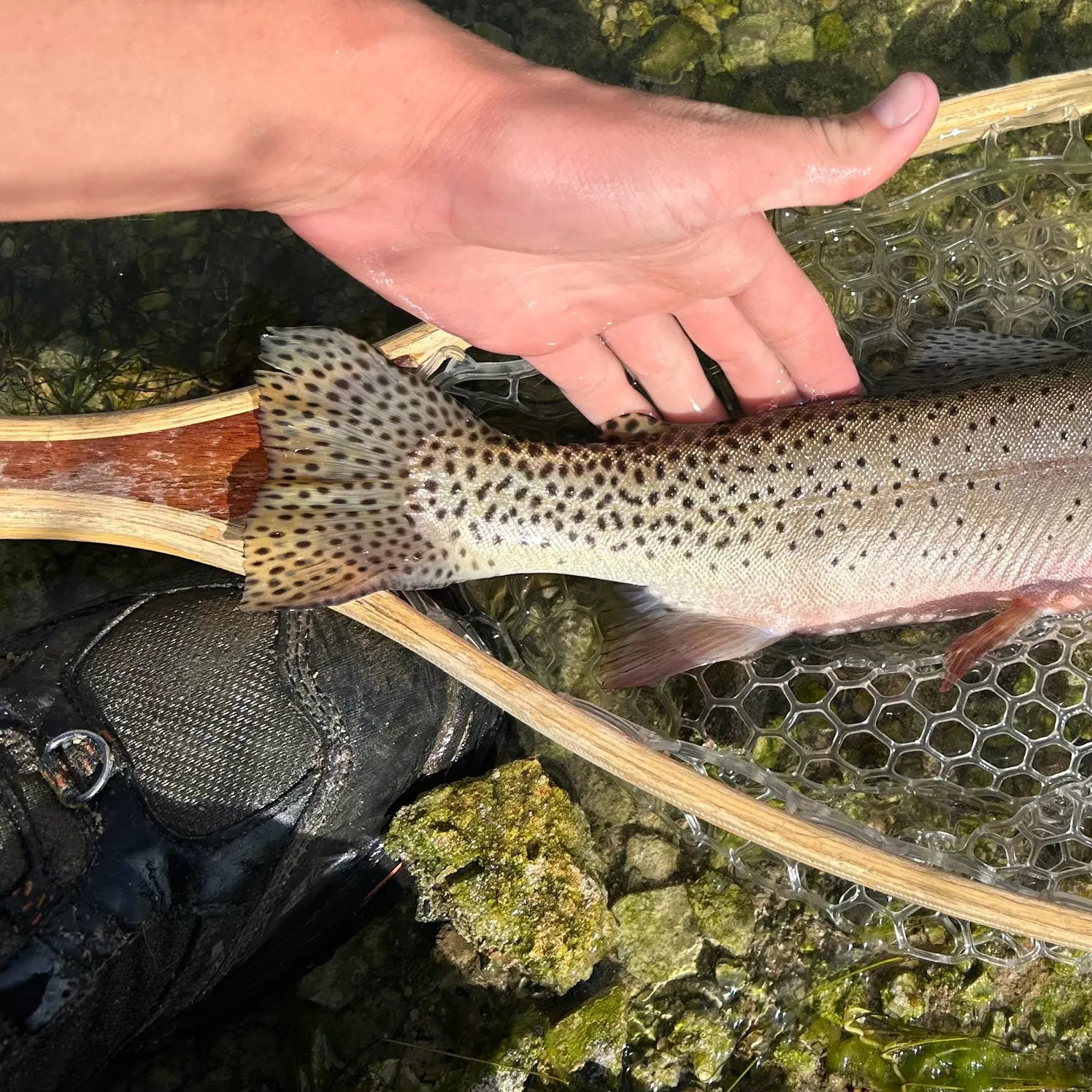 The most recent Colorado river cutthroat trout catches on Fishbrain