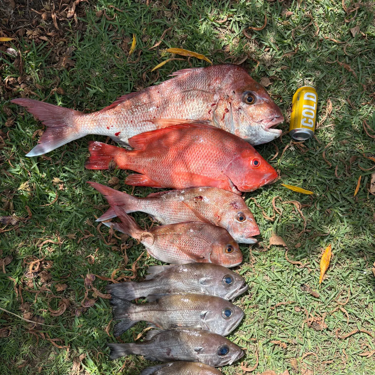 The most recent Australasian snapper catches on Fishbrain