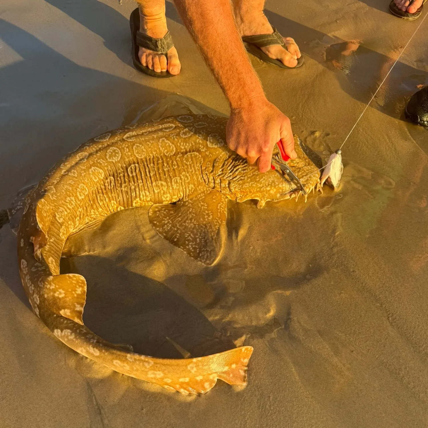 The most recent Spotted wobbegong catches on Fishbrain