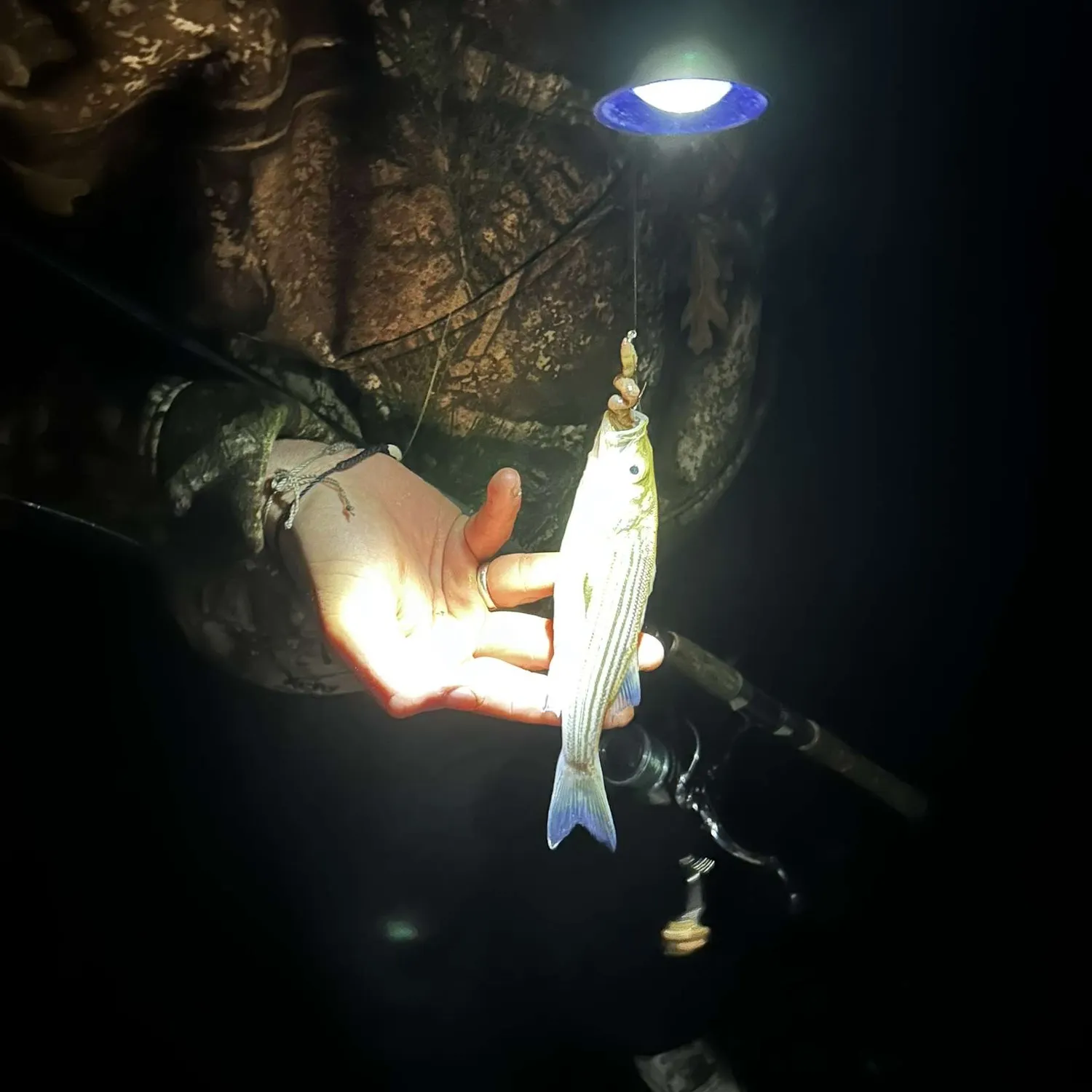 The most recent West Atlantic bonefish catches on Fishbrain