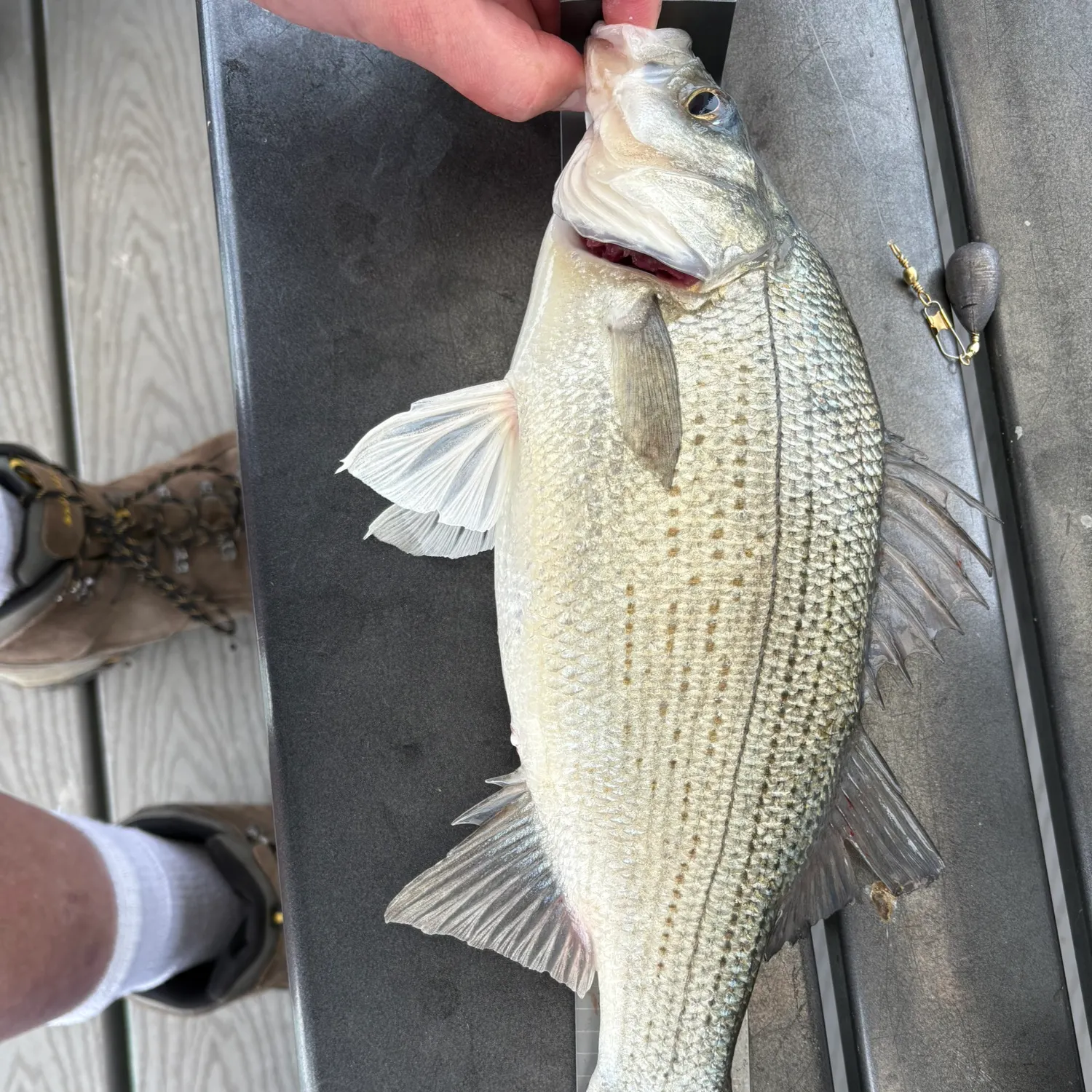 recently logged catches