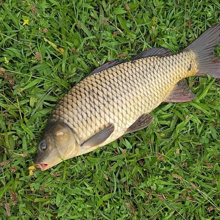 Common carp caught on Fishbrain