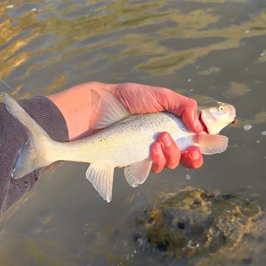 The most recent Roundtail chub catches on Fishbrain
