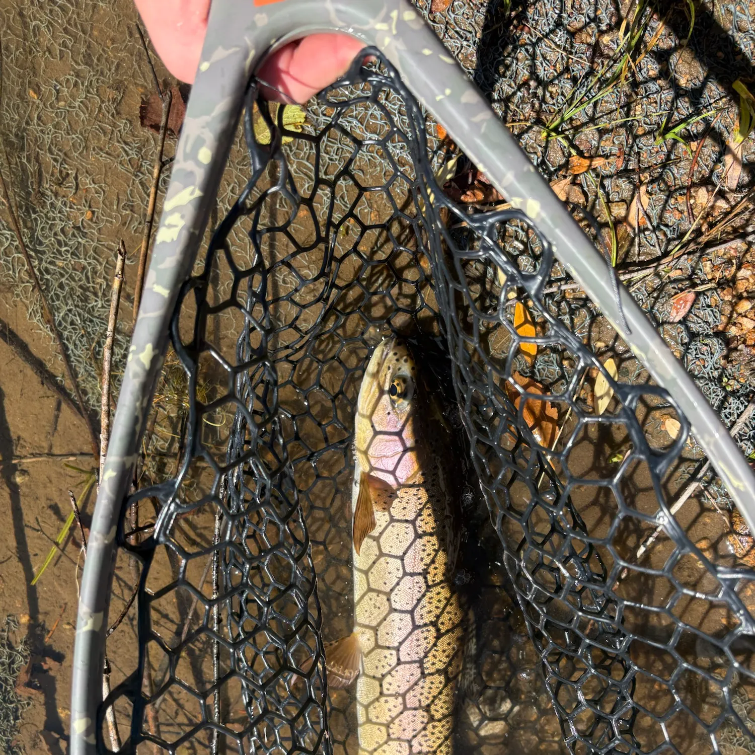 Rainbow trout caught on Fishbrain