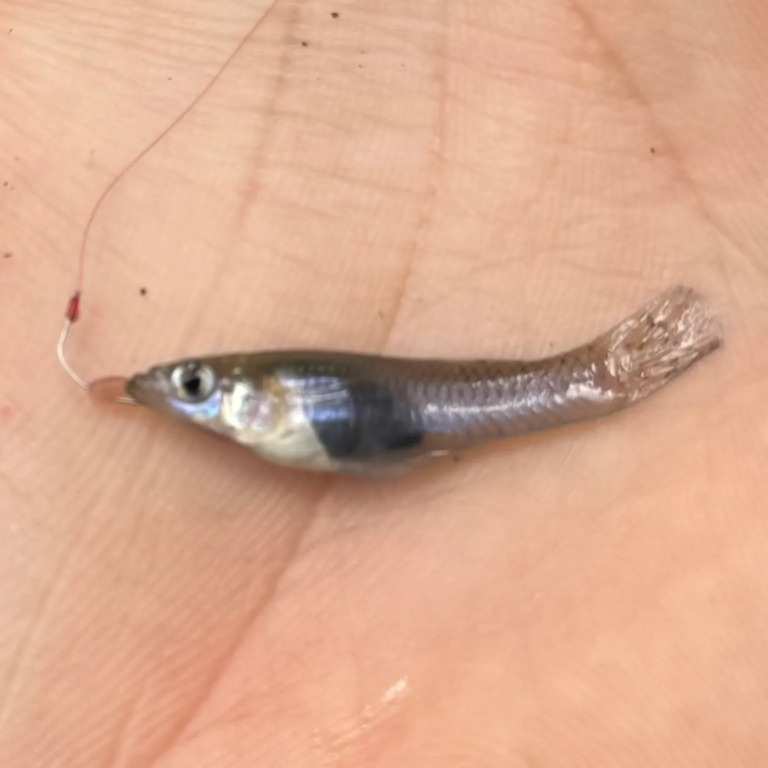 The most recent Eastern mosquitofish catches on Fishbrain