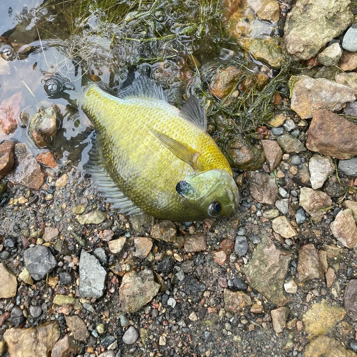 Bluegill caught on Fishbrain