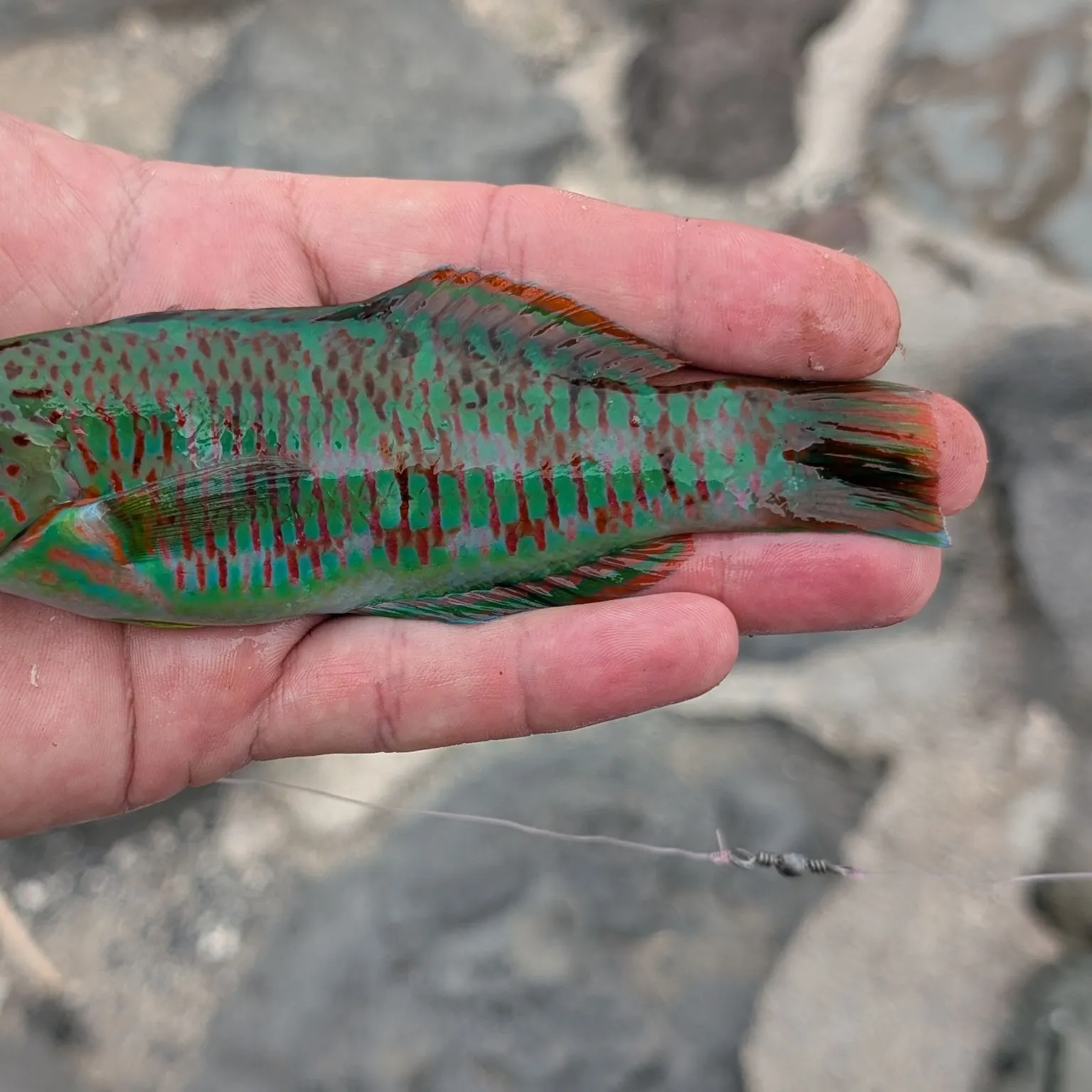The most recent Christmas wrasse catches on Fishbrain
