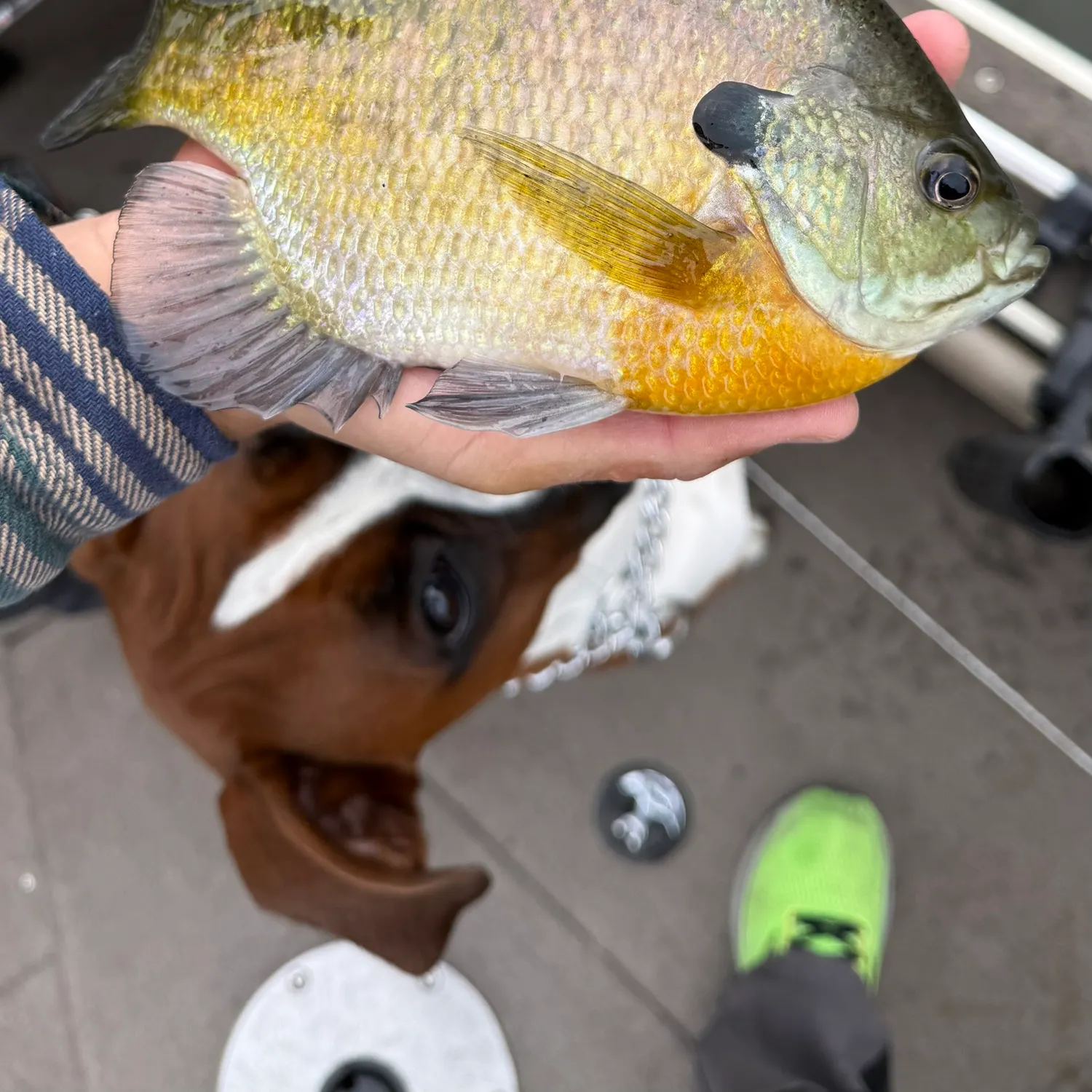 Bluegill caught on Fishbrain