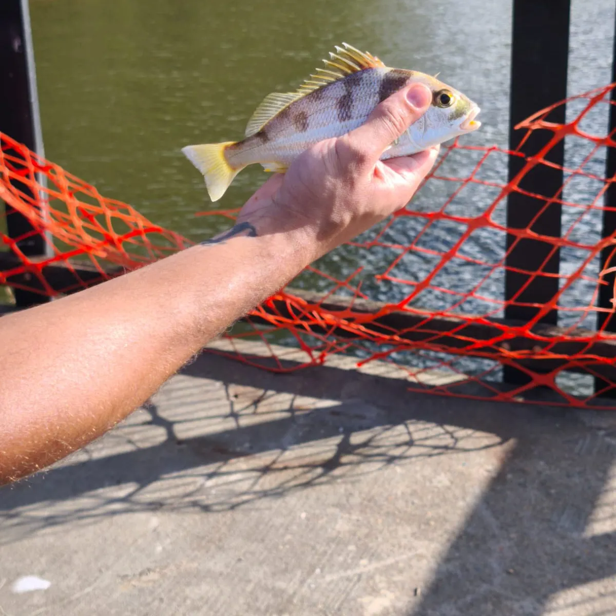 The most recent Javelin grunter catches on Fishbrain