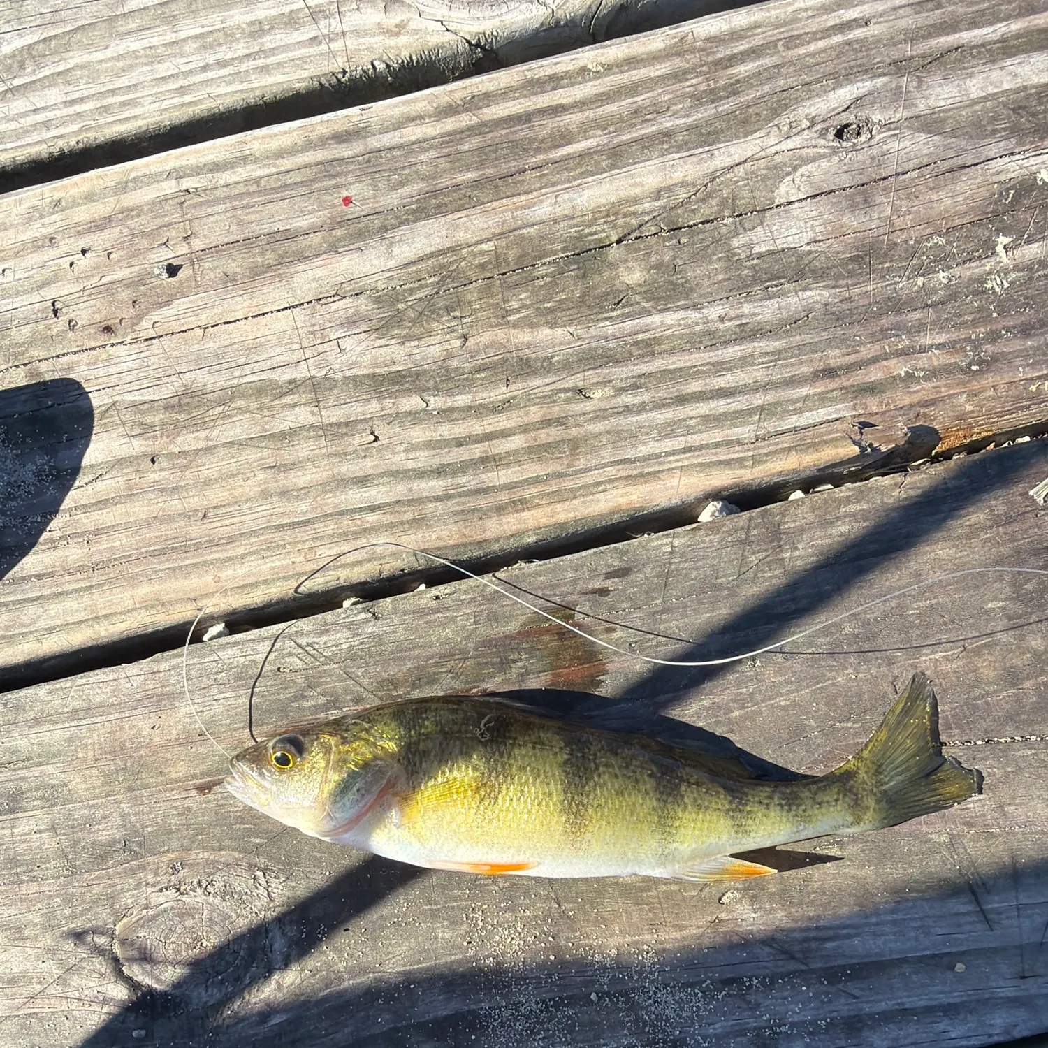 Yellow perch caught on Fishbrain