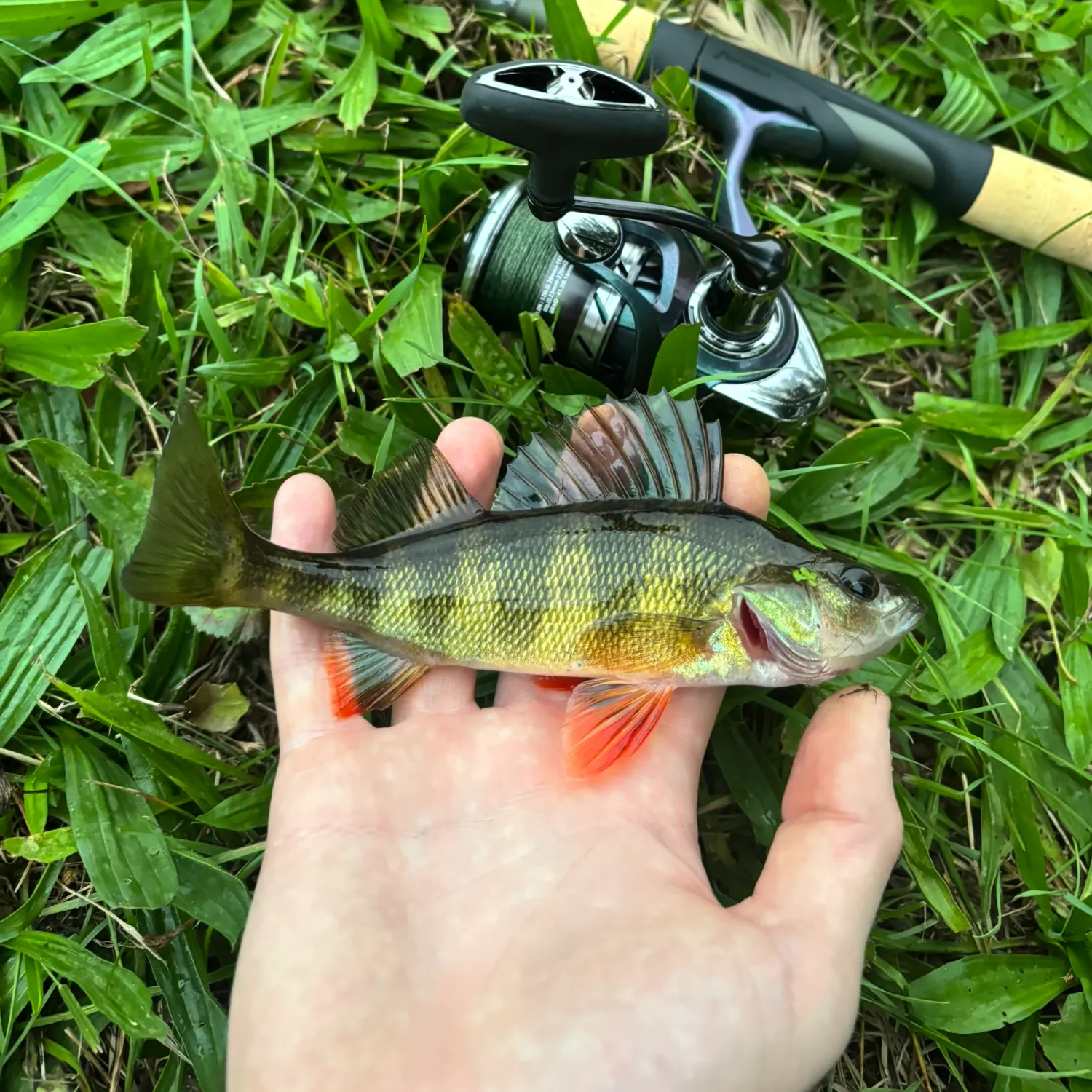 Yellow perch caught on Fishbrain